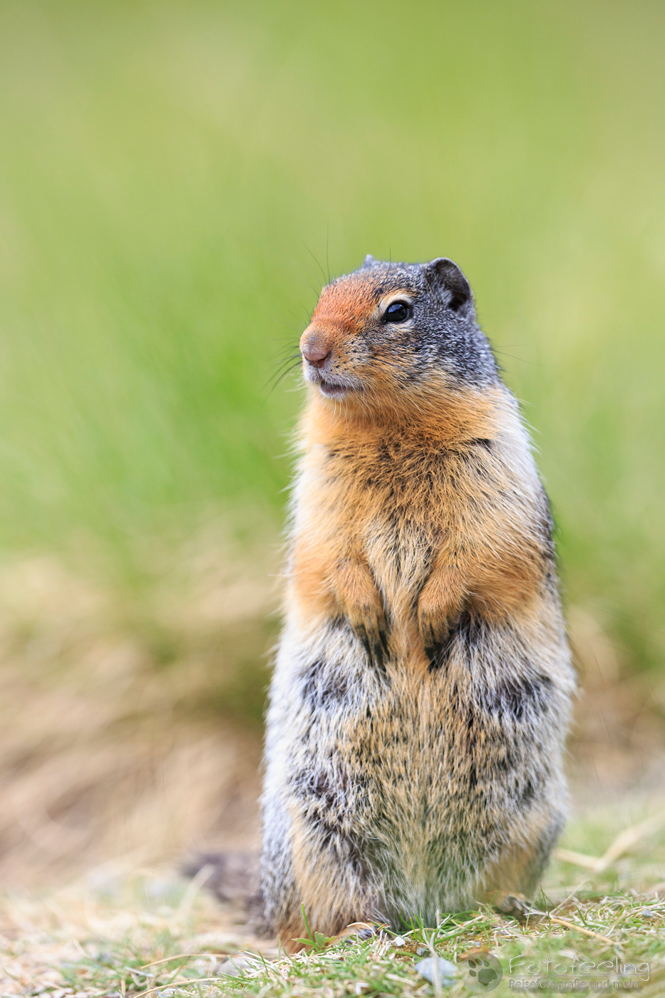 Columbia-Ziesel (Urocitellus columbianus) - Columbian ground squirrel