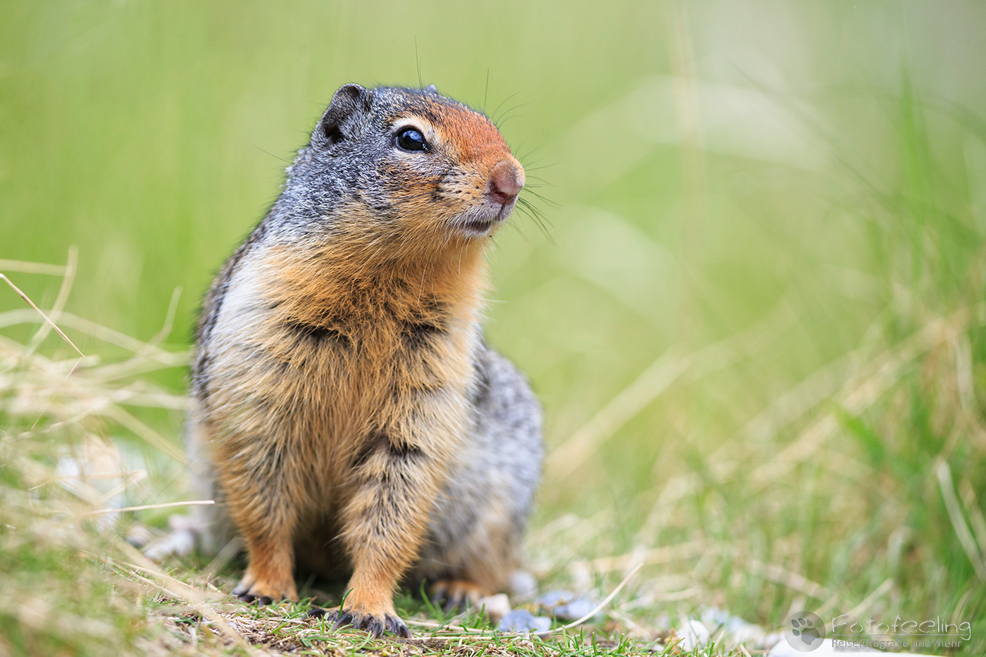 Columbia-Ziesel (Urocitellus columbianus) - Columbian ground squirrel
