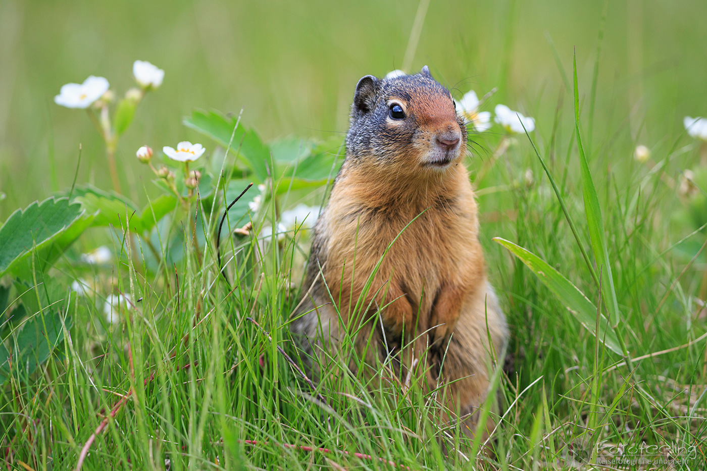 Columbia-Ziesel (Urocitellus columbianus) - Columbian ground squirrel