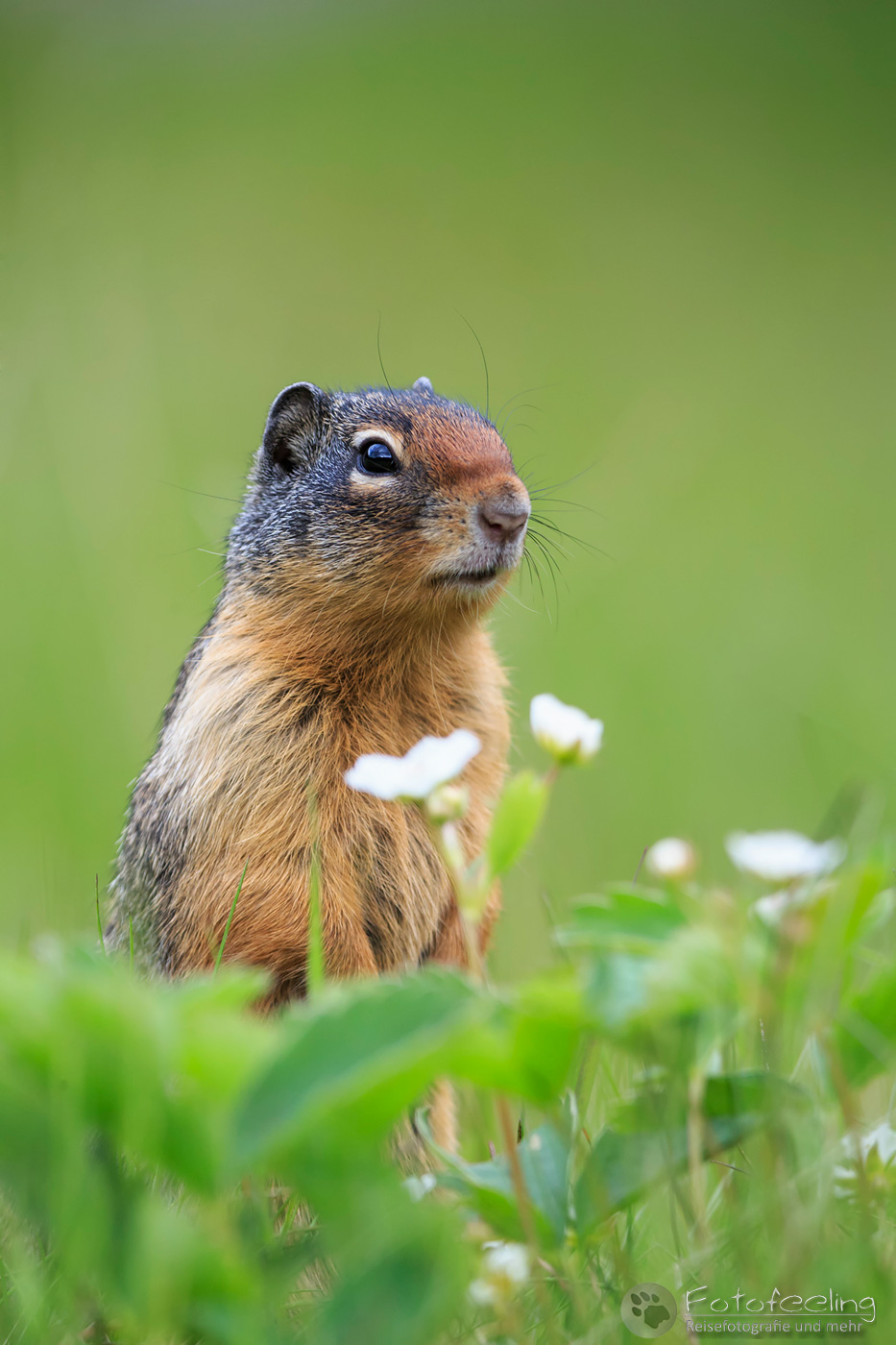 Columbia-Ziesel (Urocitellus columbianus) - Columbian ground squirrel