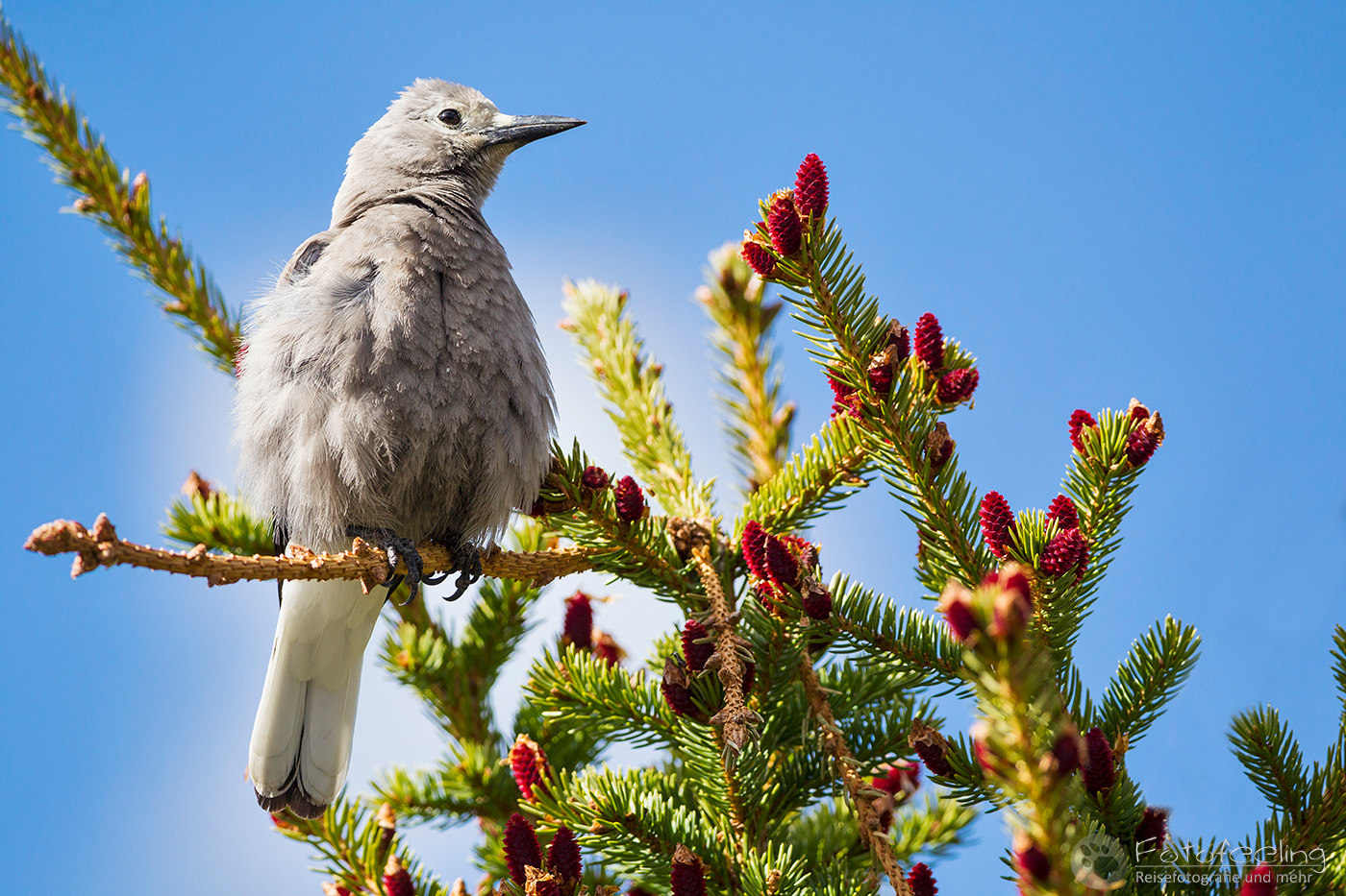 Kiefernhäher (Nucifraga columbiana) - Clark's Nutcracker