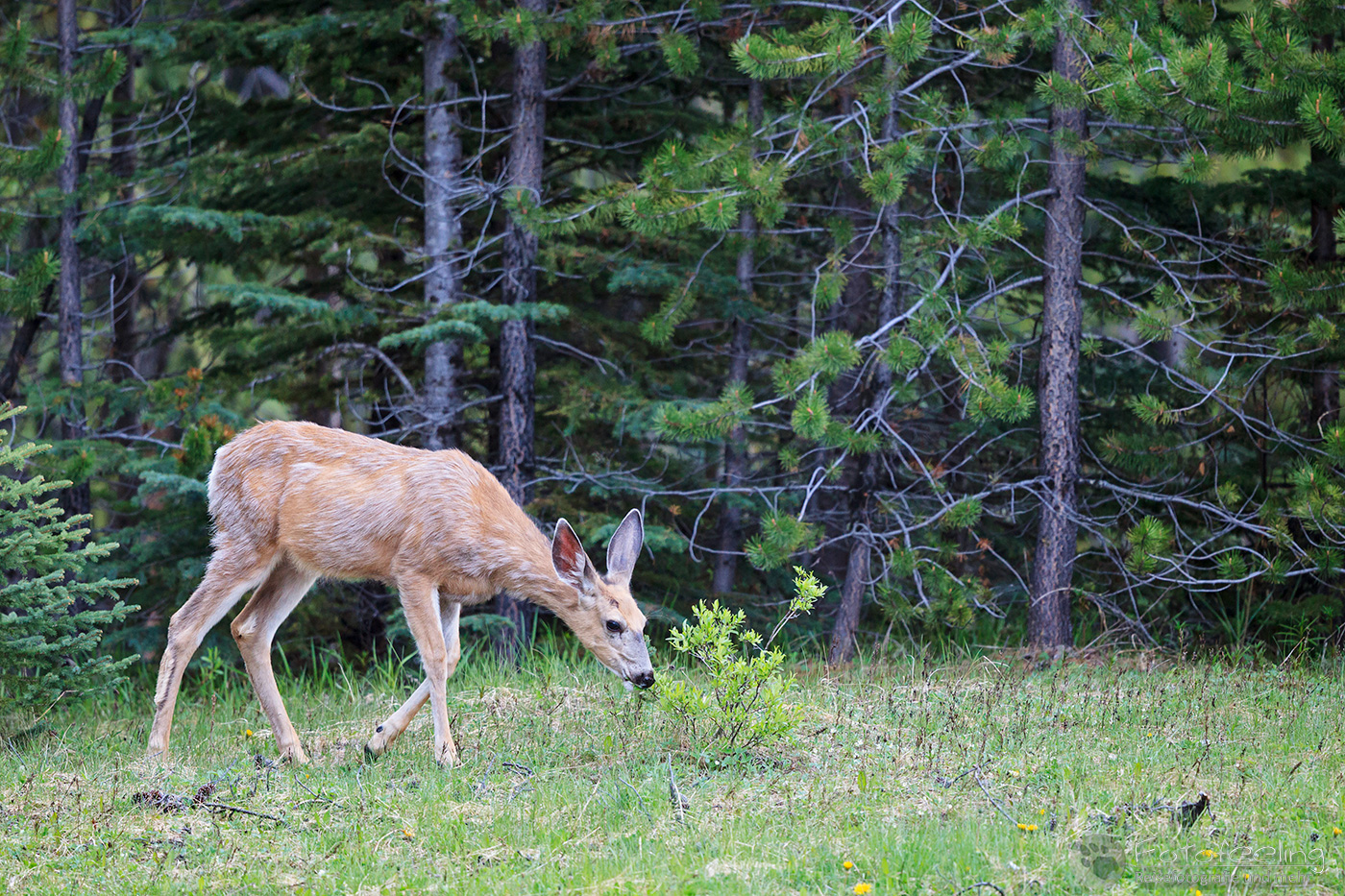 Maultierhirsch (Odocoileus hemionus) - Mule deer
