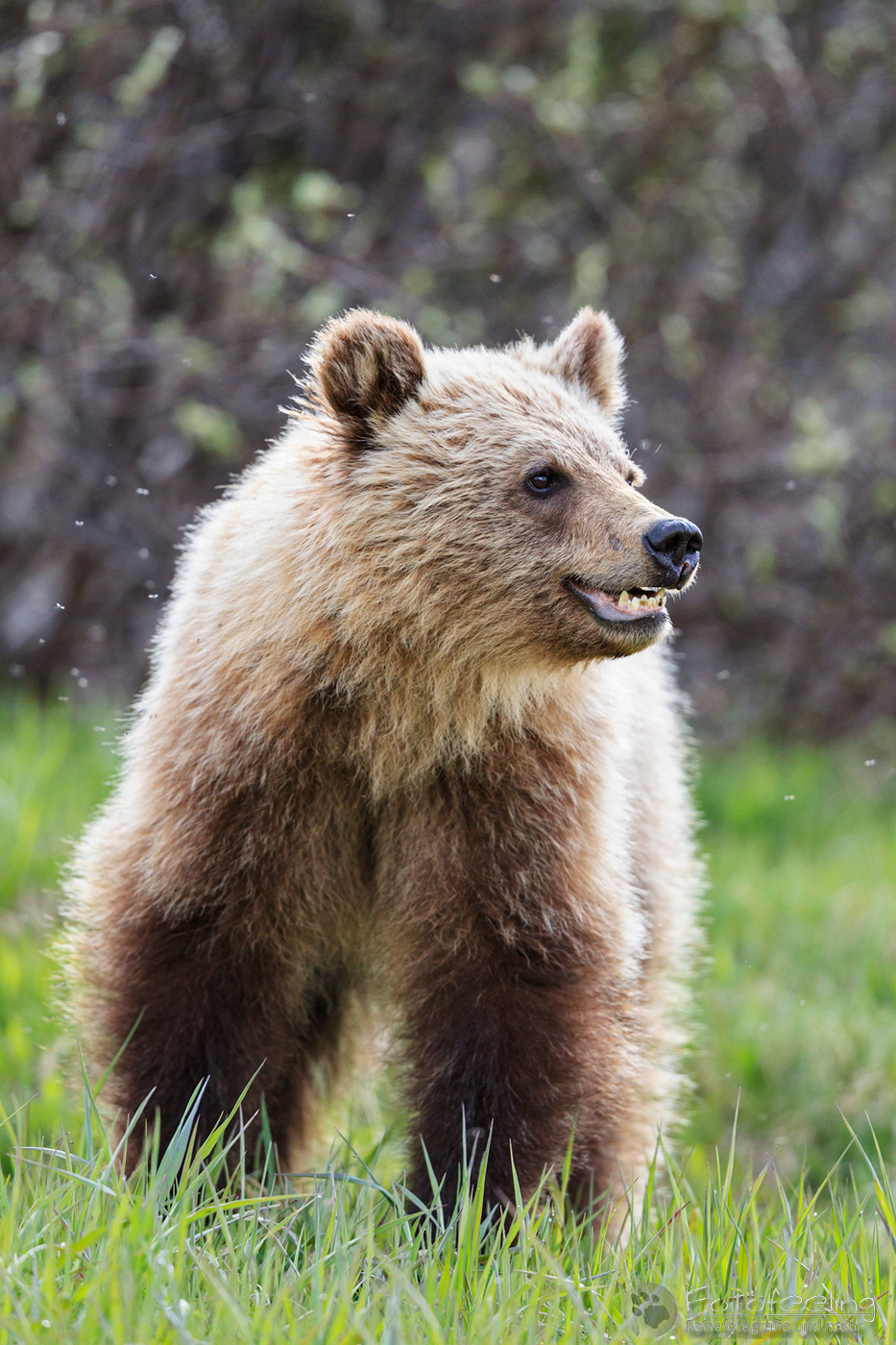 Braunbär (Ursus arctos) - Grizzlybär (Ursus arctos horribilis), Jungtier