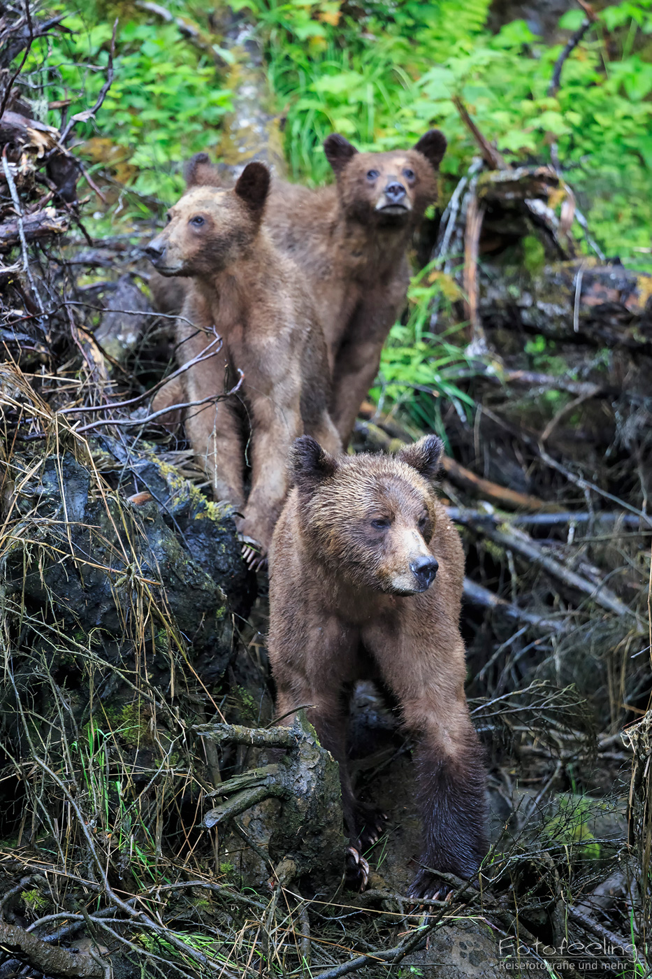 Braunbär - Grizzlybär (Ursus arctos horribilis), Mutter mit Jungtieren