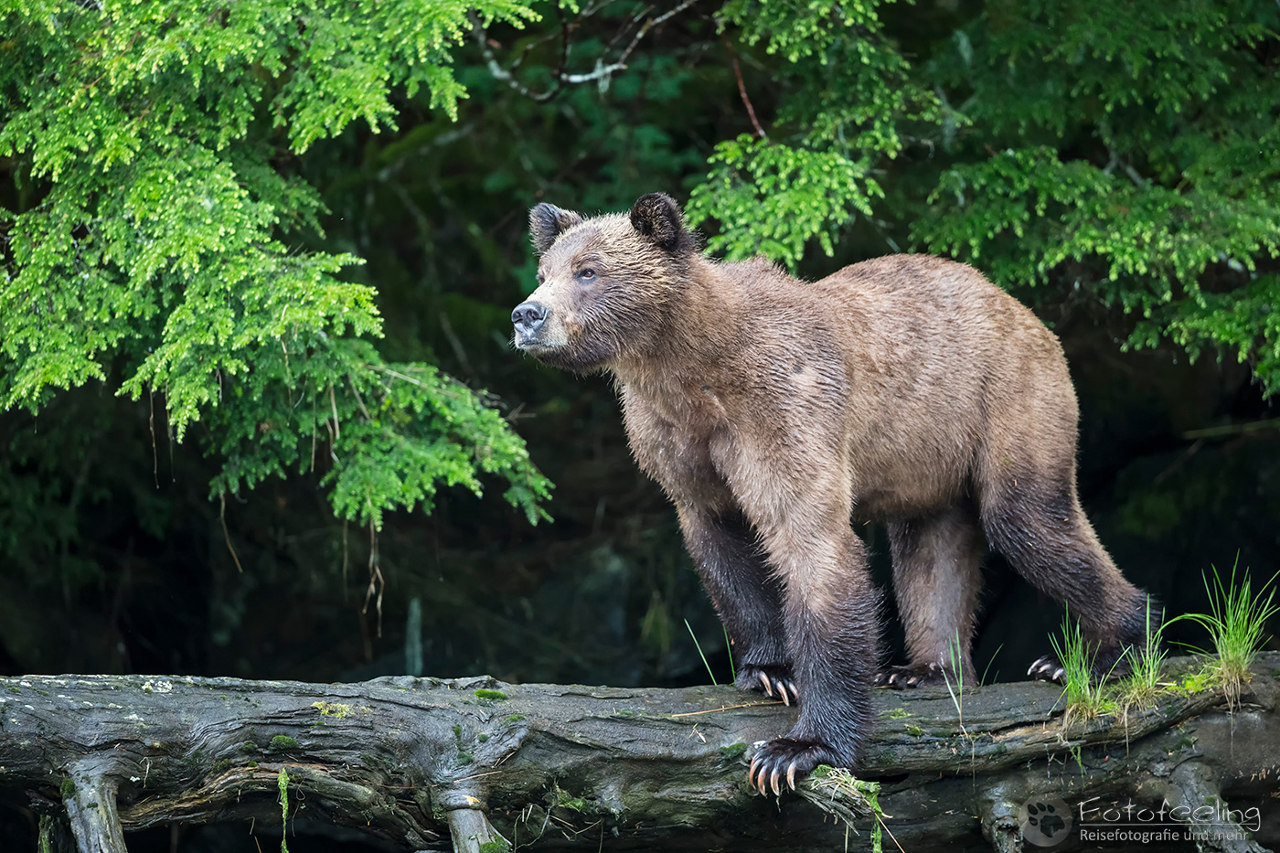 Braunbär - Grizzlybär (Ursus arctos horribilis)
