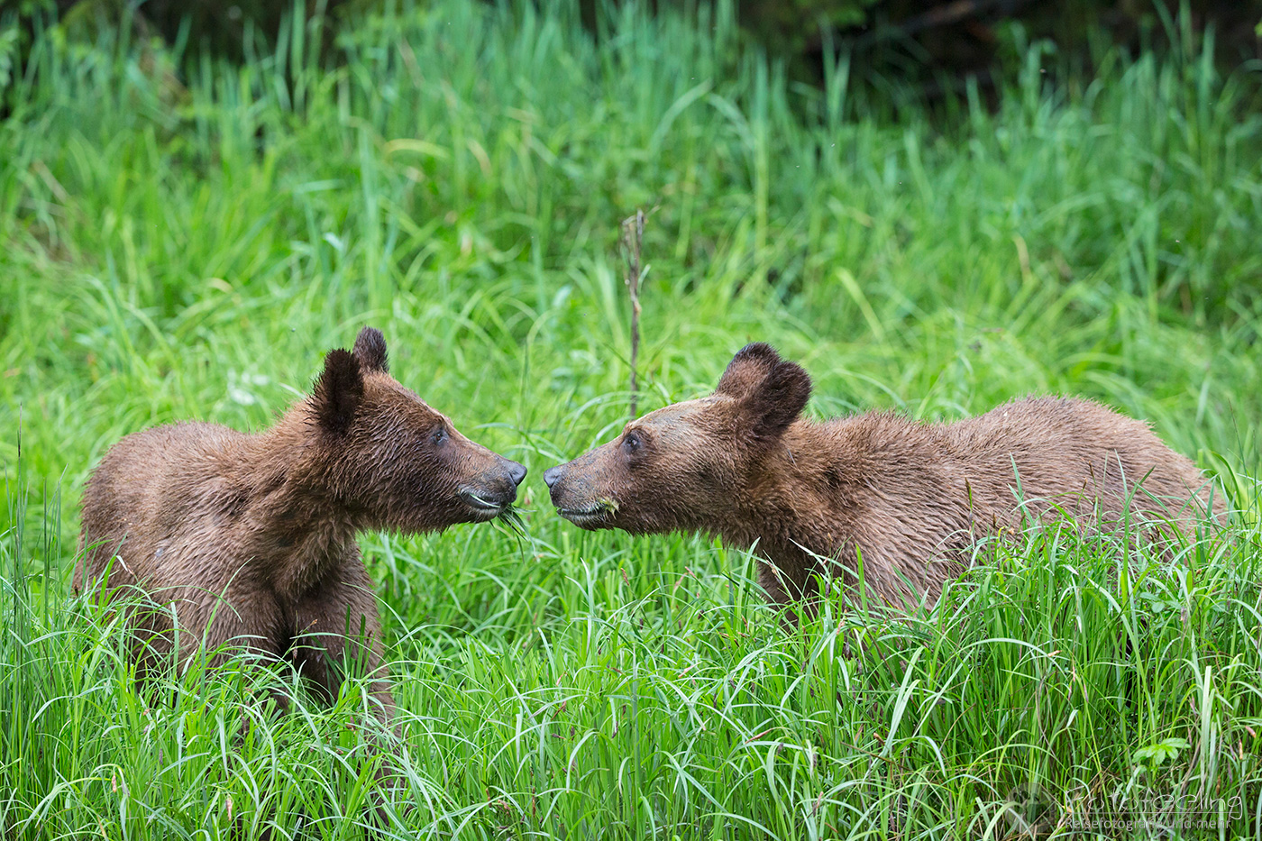 Braunbär - Grizzlybär (Ursus arctos horribilis), Jungtiere