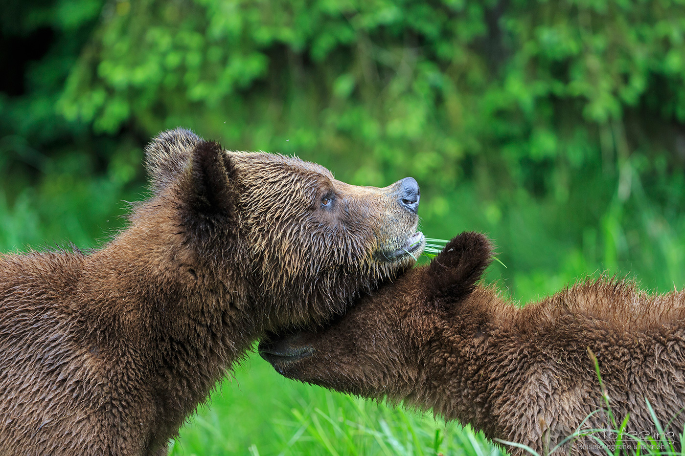 Braunbär - Grizzlybär (Ursus arctos horribilis), Mutter mit Jungtier