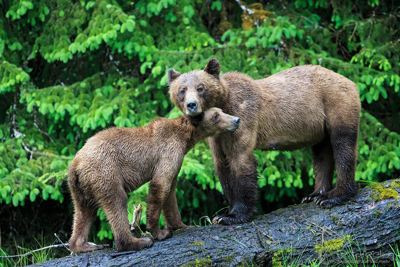 Braunbär - Grizzlybär (Ursus arctos horribilis), Mutter mit Jungtier