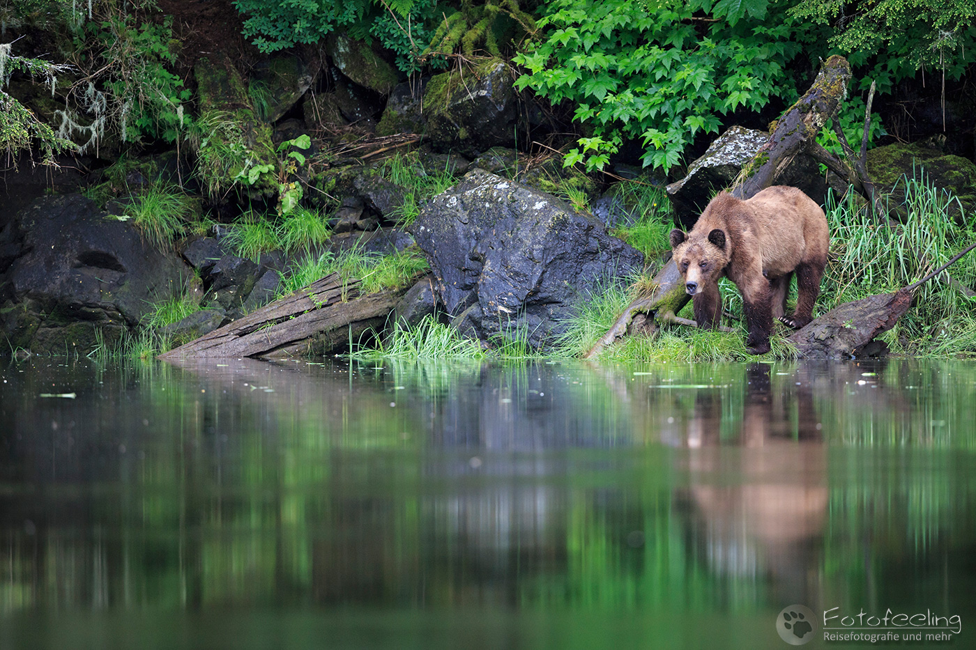 Braunbär - Grizzlybär (Ursus arctos horribilis)