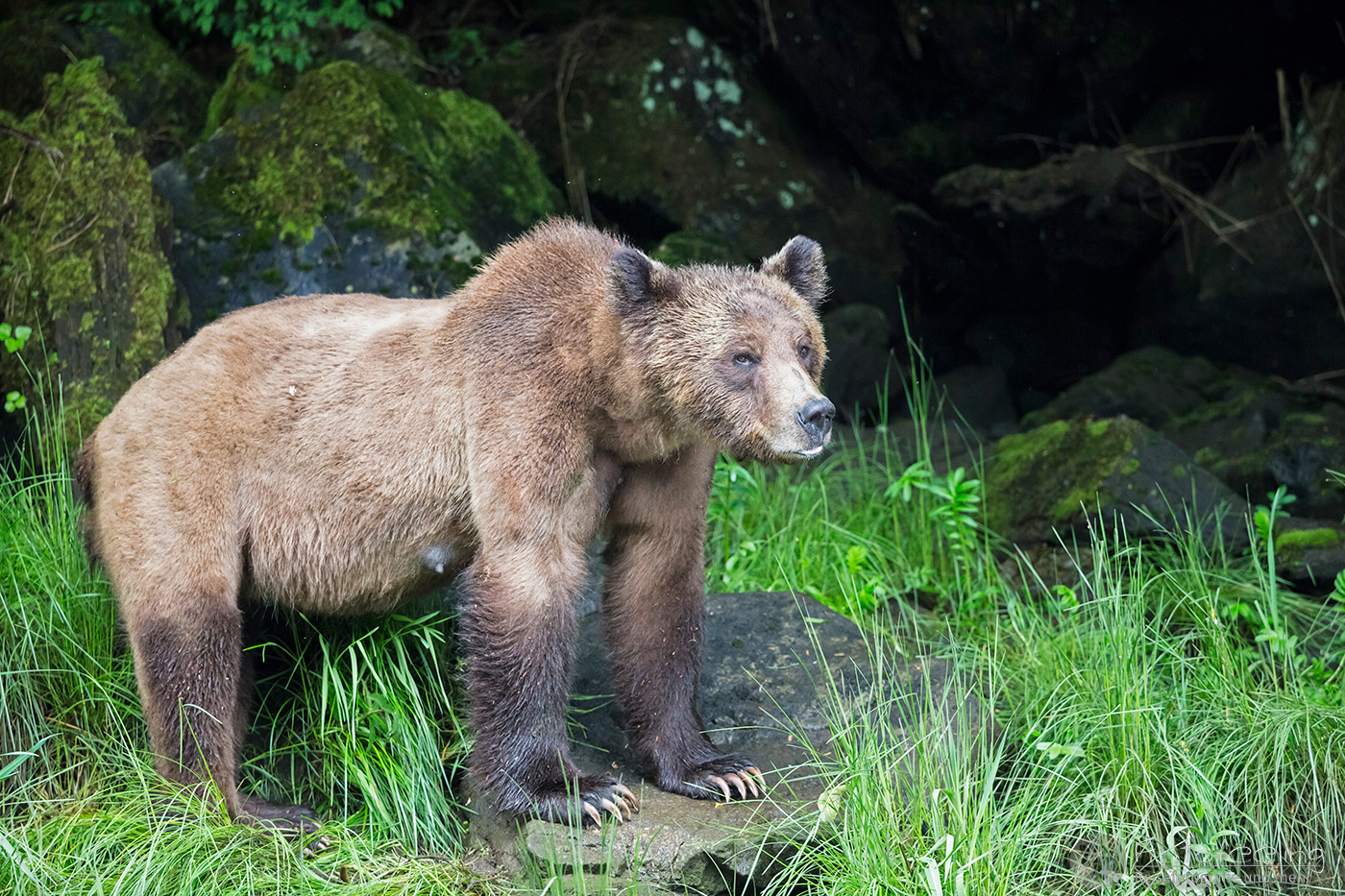 Braunbär - Grizzlybär (Ursus arctos horribilis)