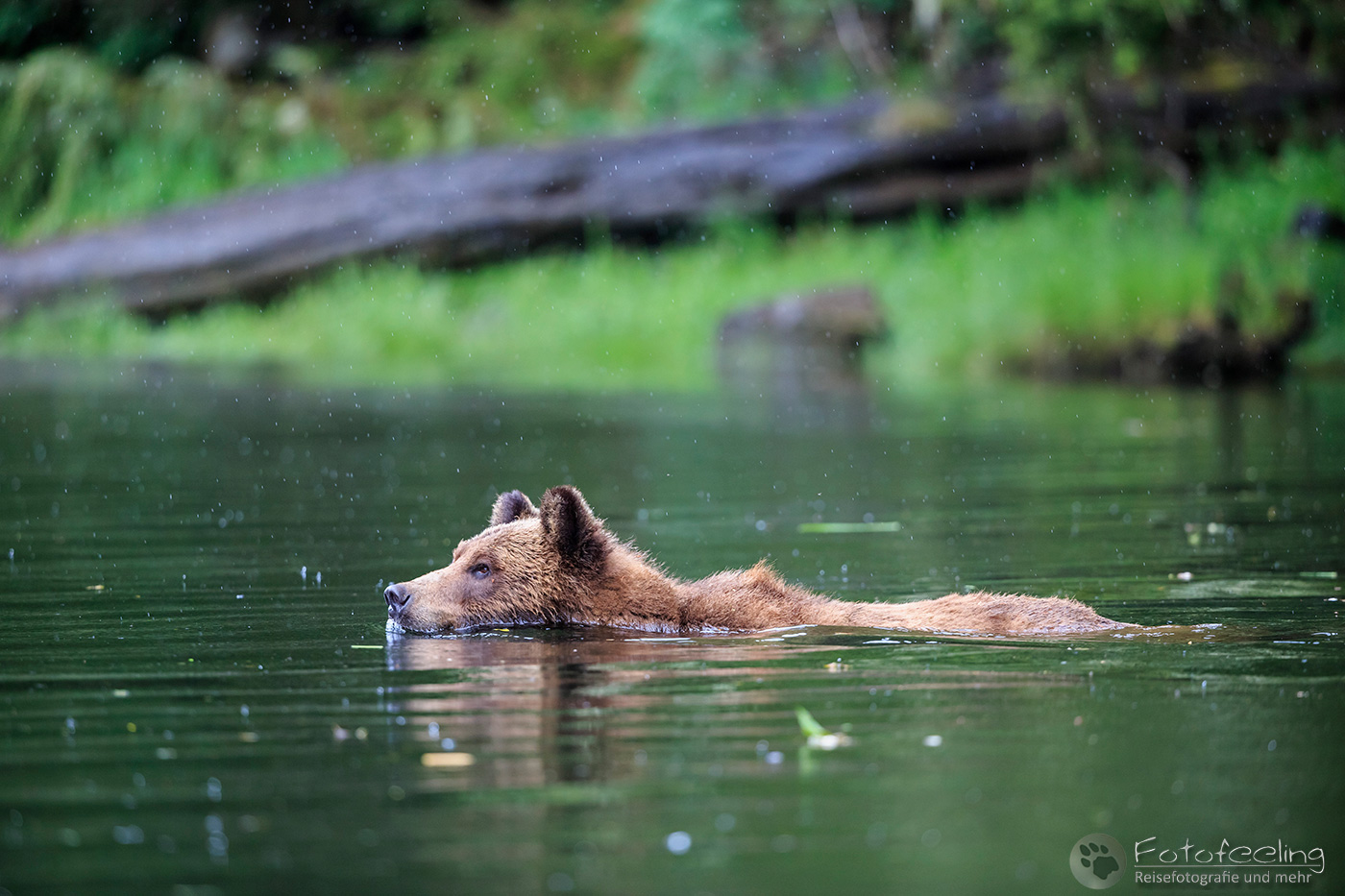 Braunbär - Grizzlybär (Ursus arctos horribilis)