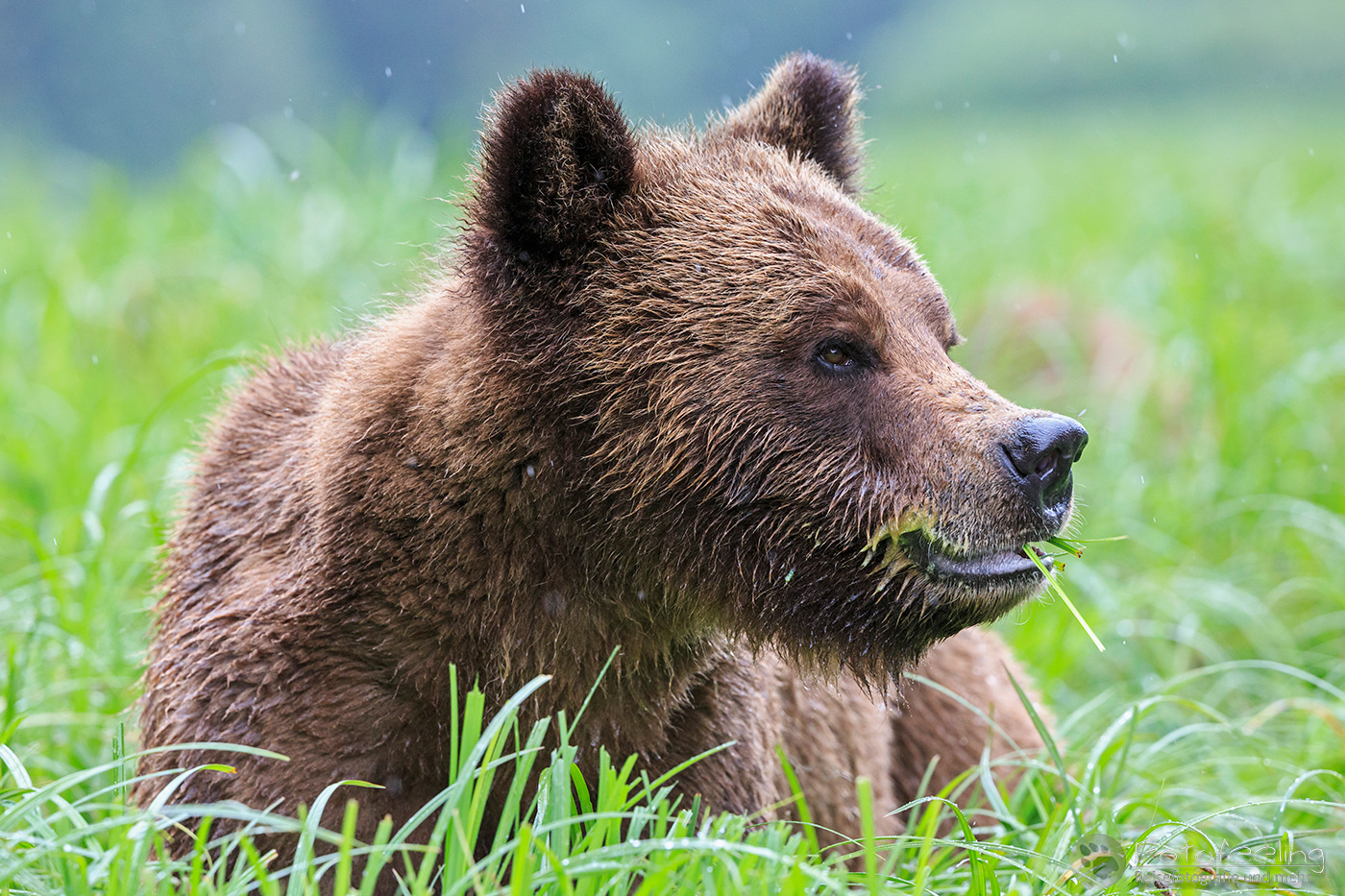 Braunbär - Grizzlybär (Ursus arctos horribilis)