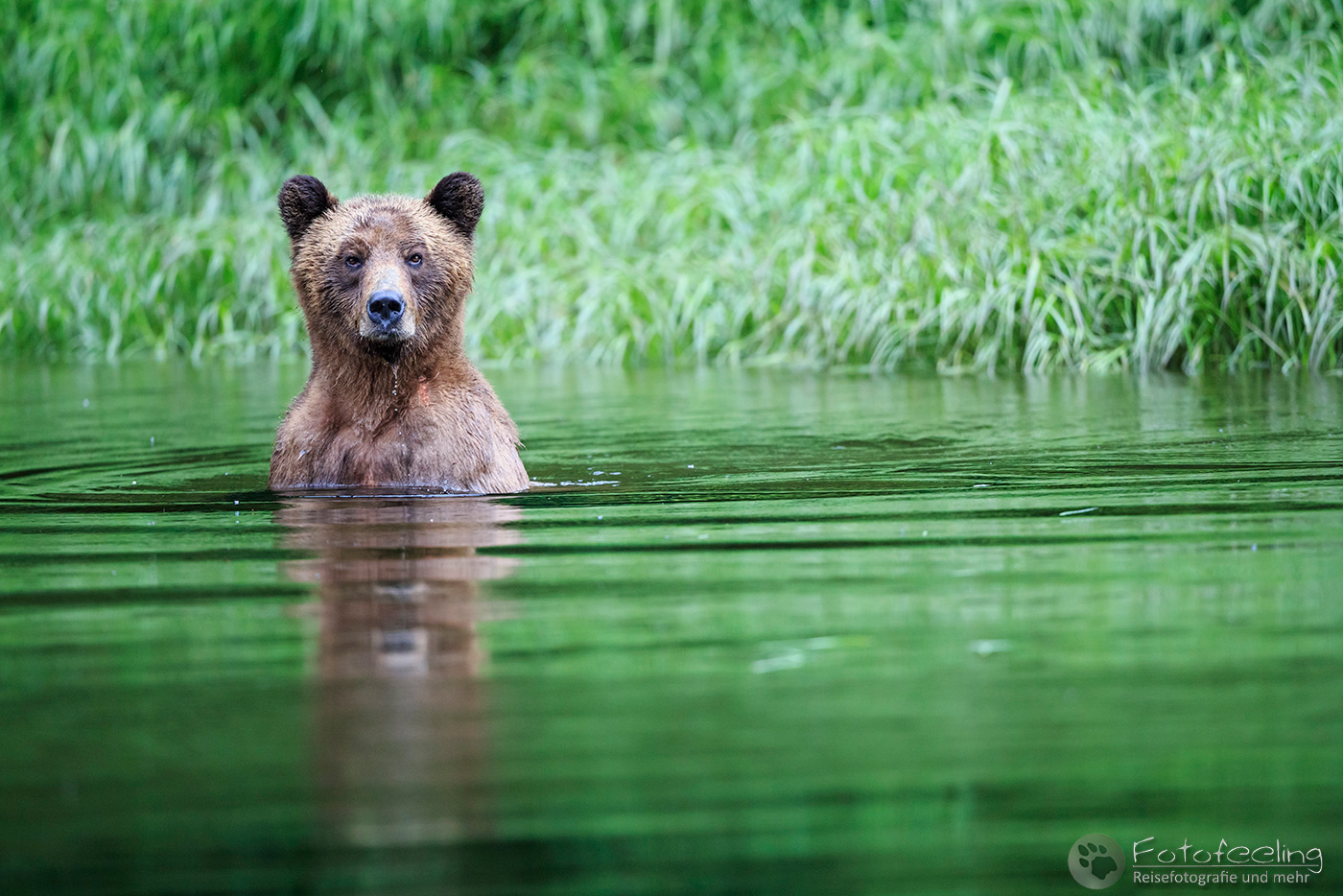 Braunbär - Grizzlybär (Ursus arctos horribilis)