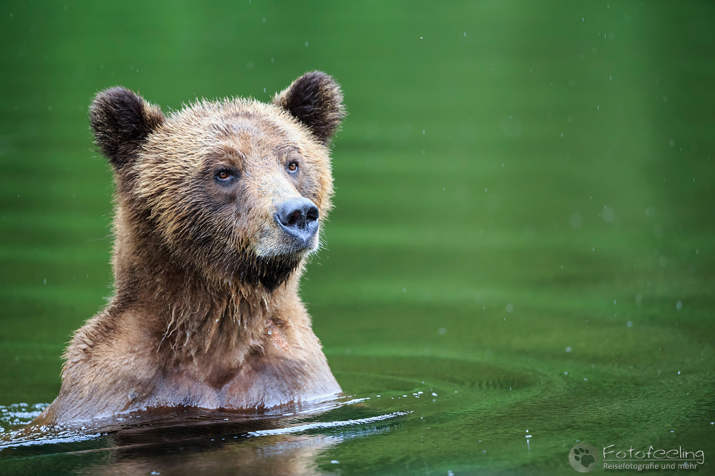 Braunbär - Grizzlybär (Ursus arctos horribilis)