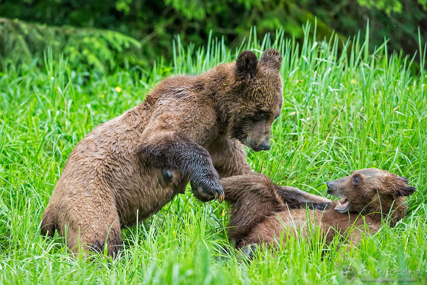 Braunbär - Grizzlybär (Ursus arctos horribilis), Jungtiere