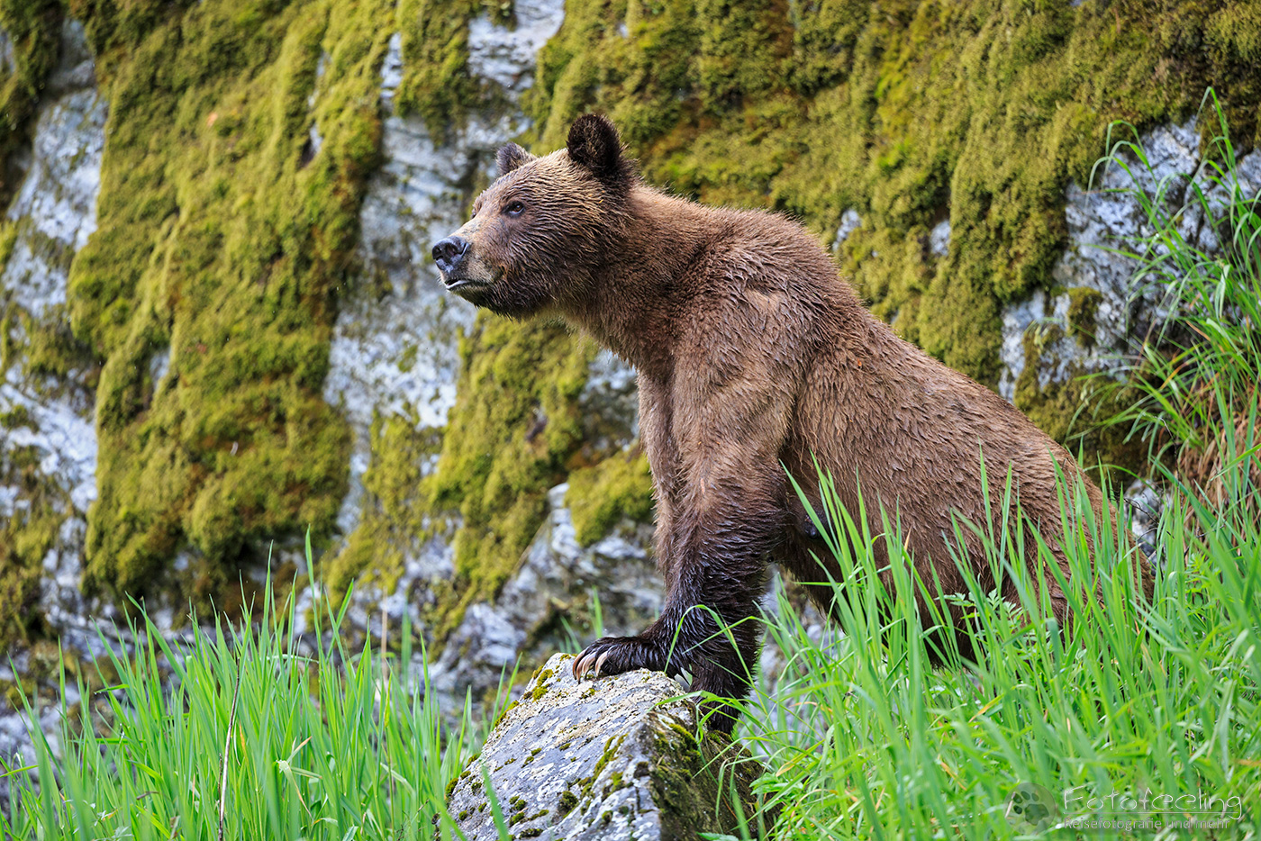 Braunbär - Grizzlybär (Ursus arctos horribilis)