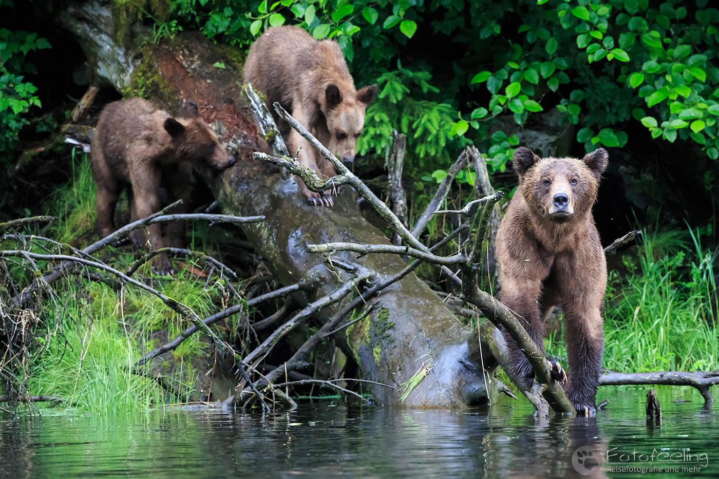 Braunbär - Grizzlybär (Ursus arctos horribilis), Mutter mit Jungtieren