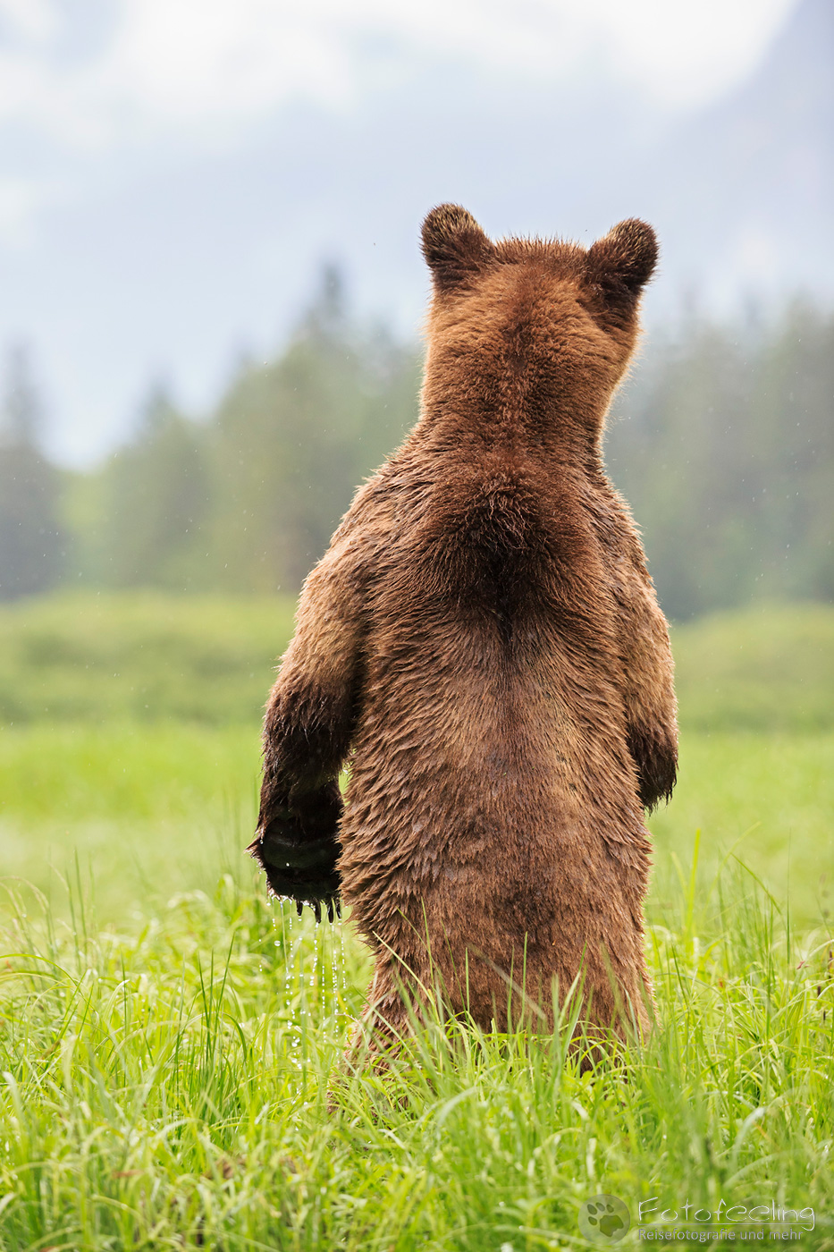 Braunbär - Grizzlybär (Ursus arctos horribilis)