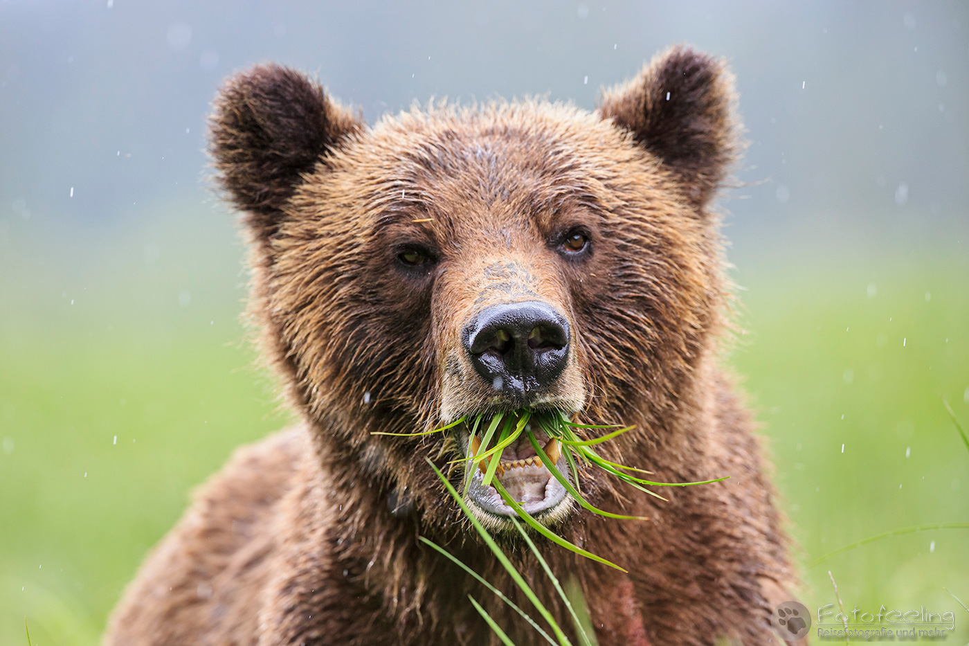 Braunbär - Grizzlybär (Ursus arctos horribilis)