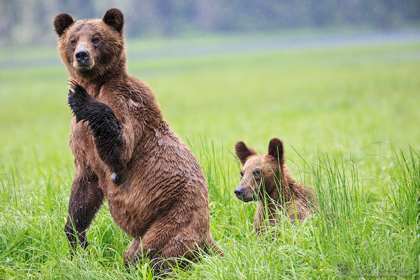 Braunbär - Grizzlybär (Ursus arctos horribilis), Mutter mit Jungtier