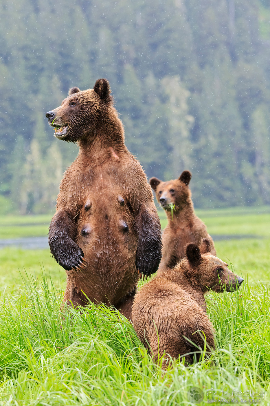 Braunbär - Grizzlybär (Ursus arctos horribilis), Mutter mit Jungtieren