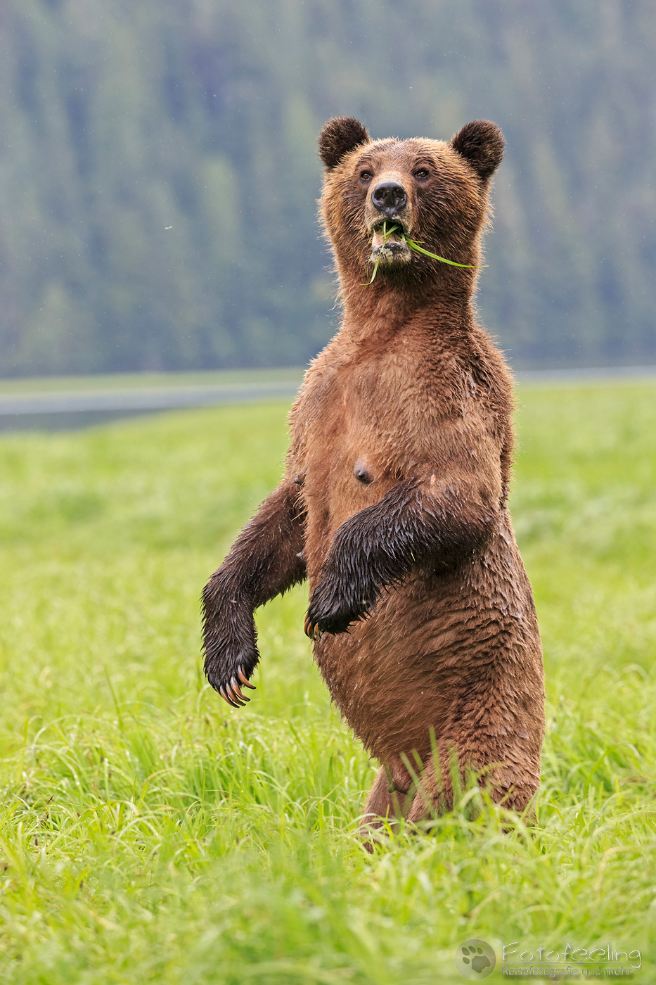 Braunbär - Grizzlybär (Ursus arctos horribilis)