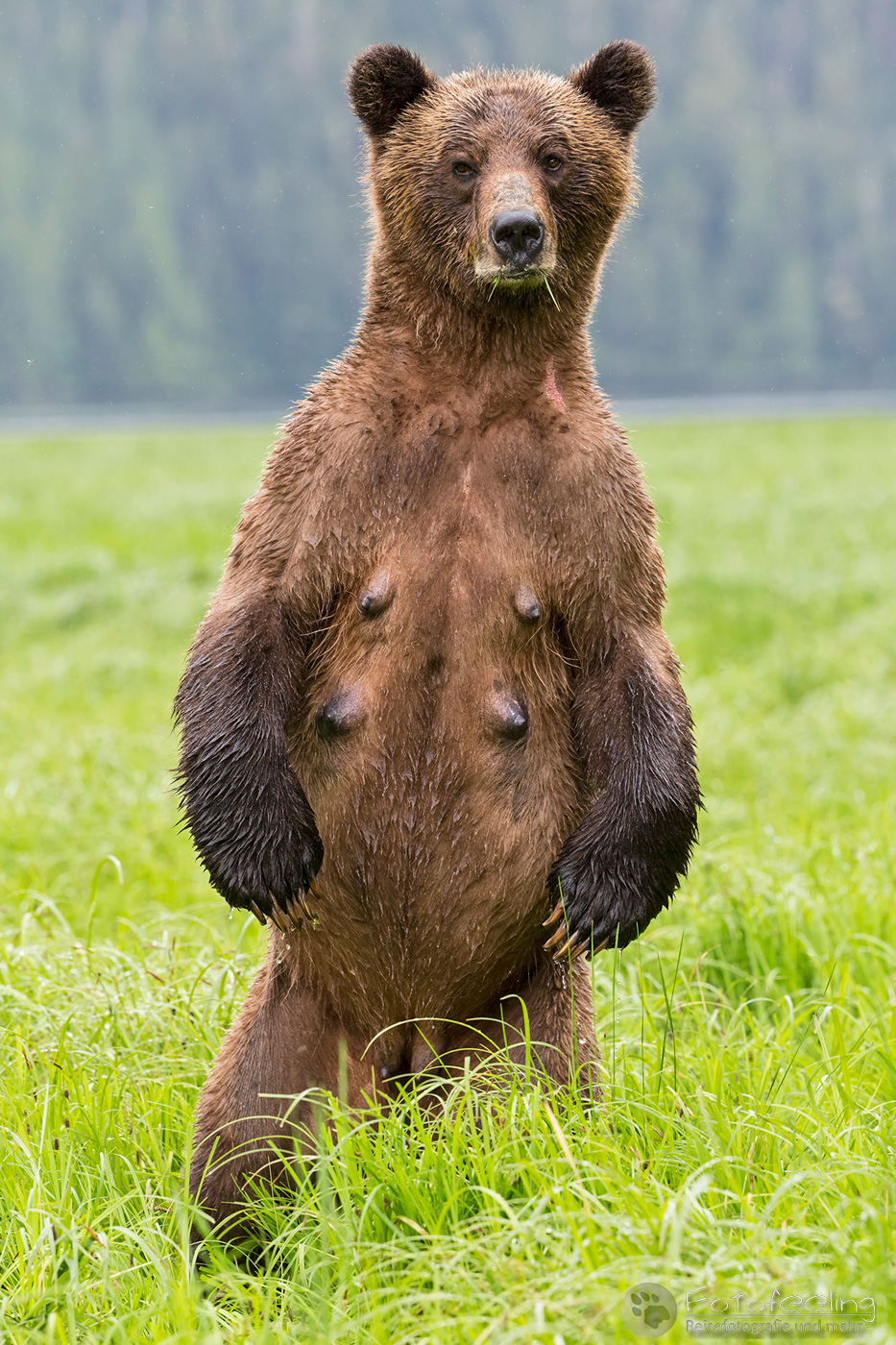 Braunbär - Grizzlybär (Ursus arctos horribilis)