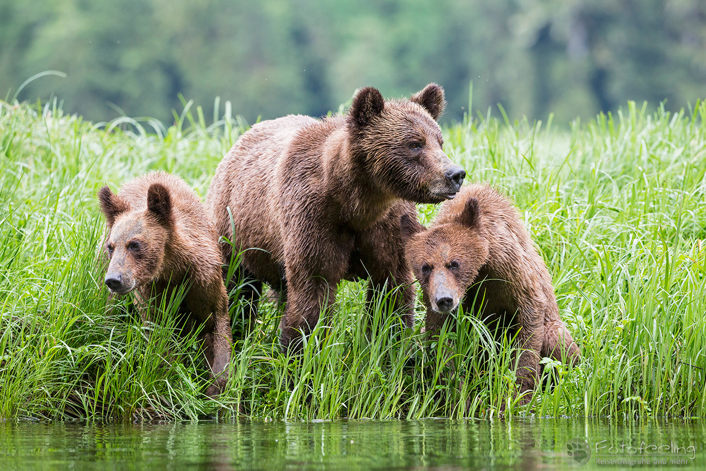 Braunbär - Grizzlybär (Ursus arctos horribilis), Mutter mit Jungtieren