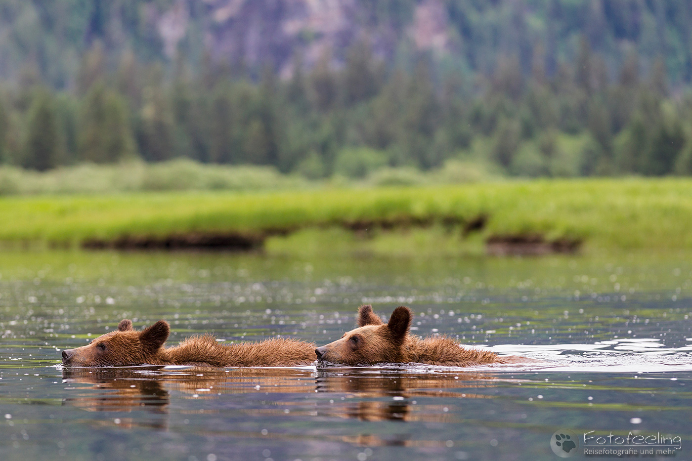 Braunbär - Grizzlybär (Ursus arctos horribilis), Jungtiere