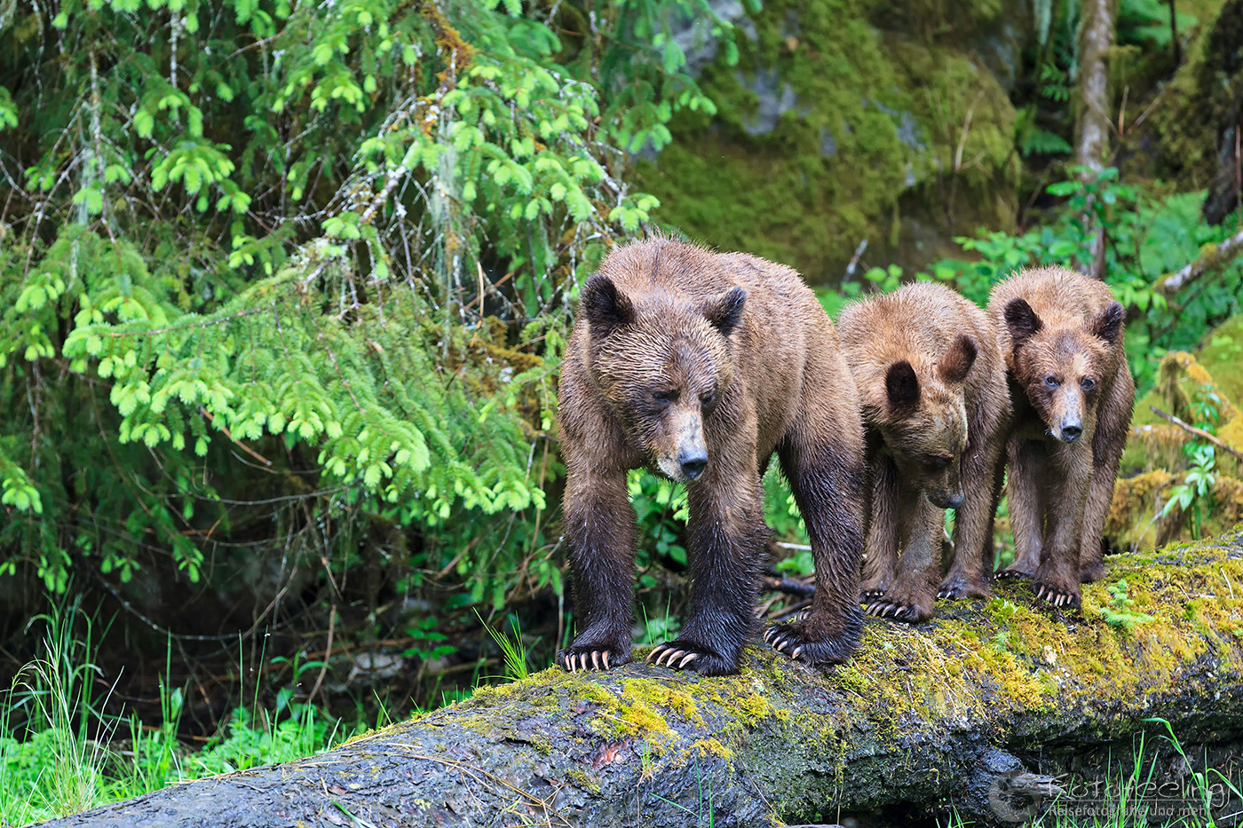 Braunbär - Grizzlybär (Ursus arctos horribilis), Mutter mit Jungtieren