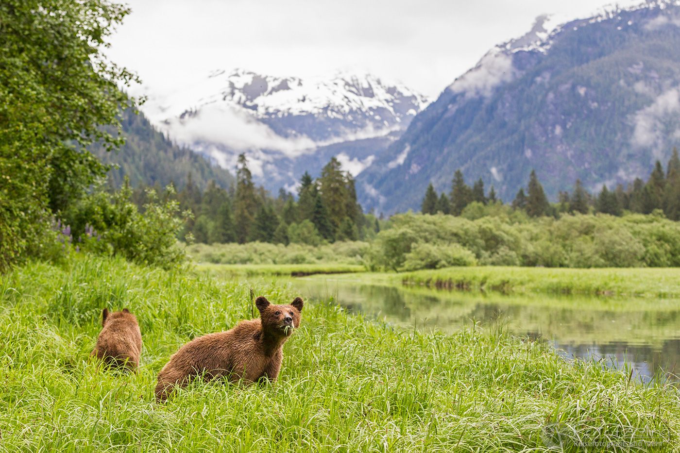 Braunbär - Grizzlybär (Ursus arctos horribilis), Jungtiere