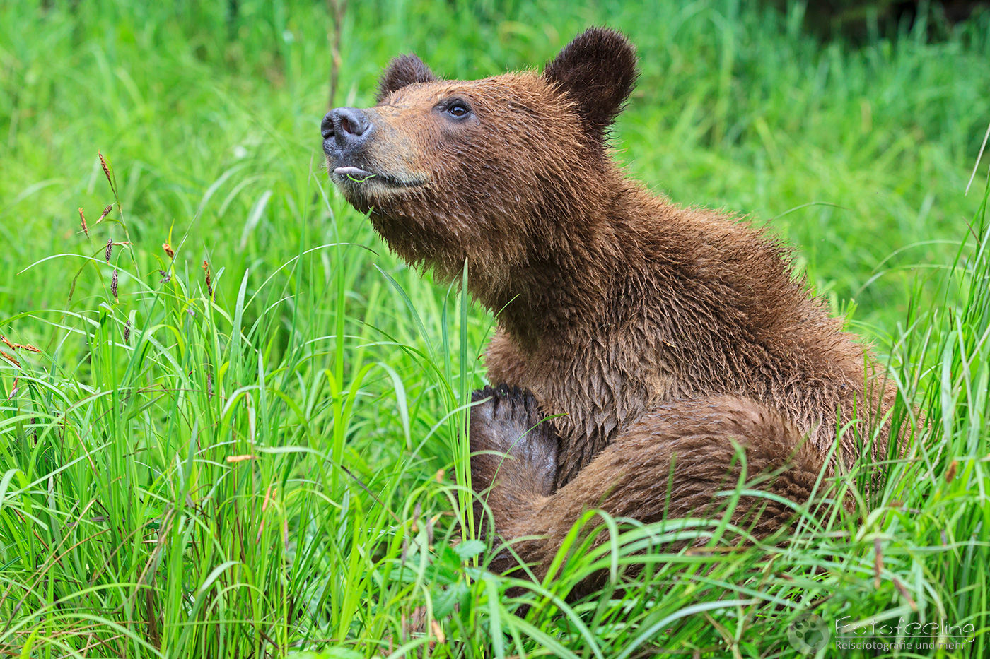 Braunbär - Grizzlybär (Ursus arctos horribilis), Jungtier