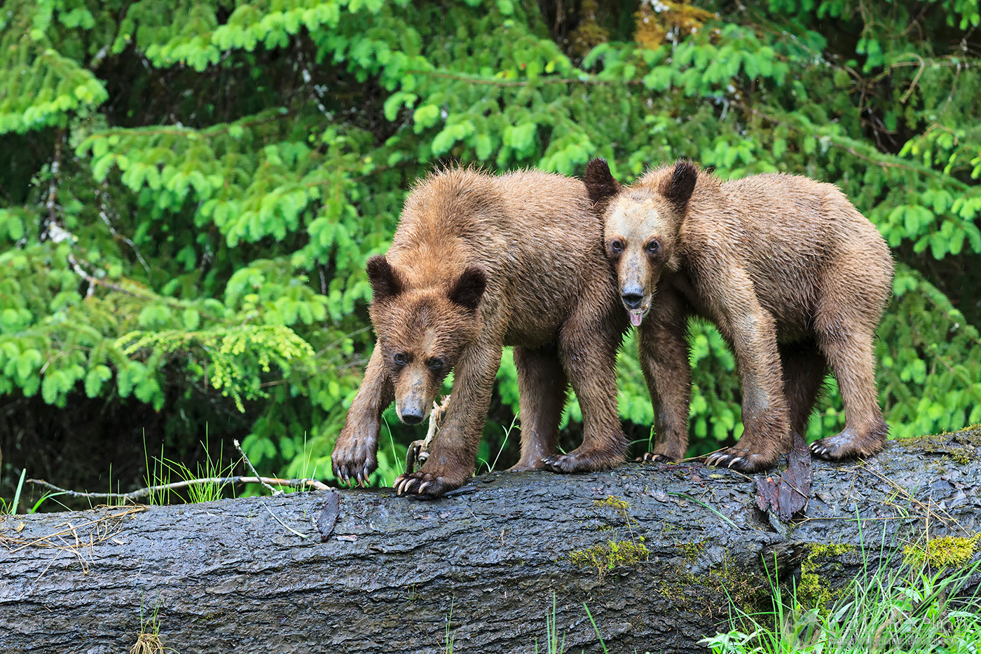 Braunbär - Grizzlybär (Ursus arctos horribilis), Jungtiere