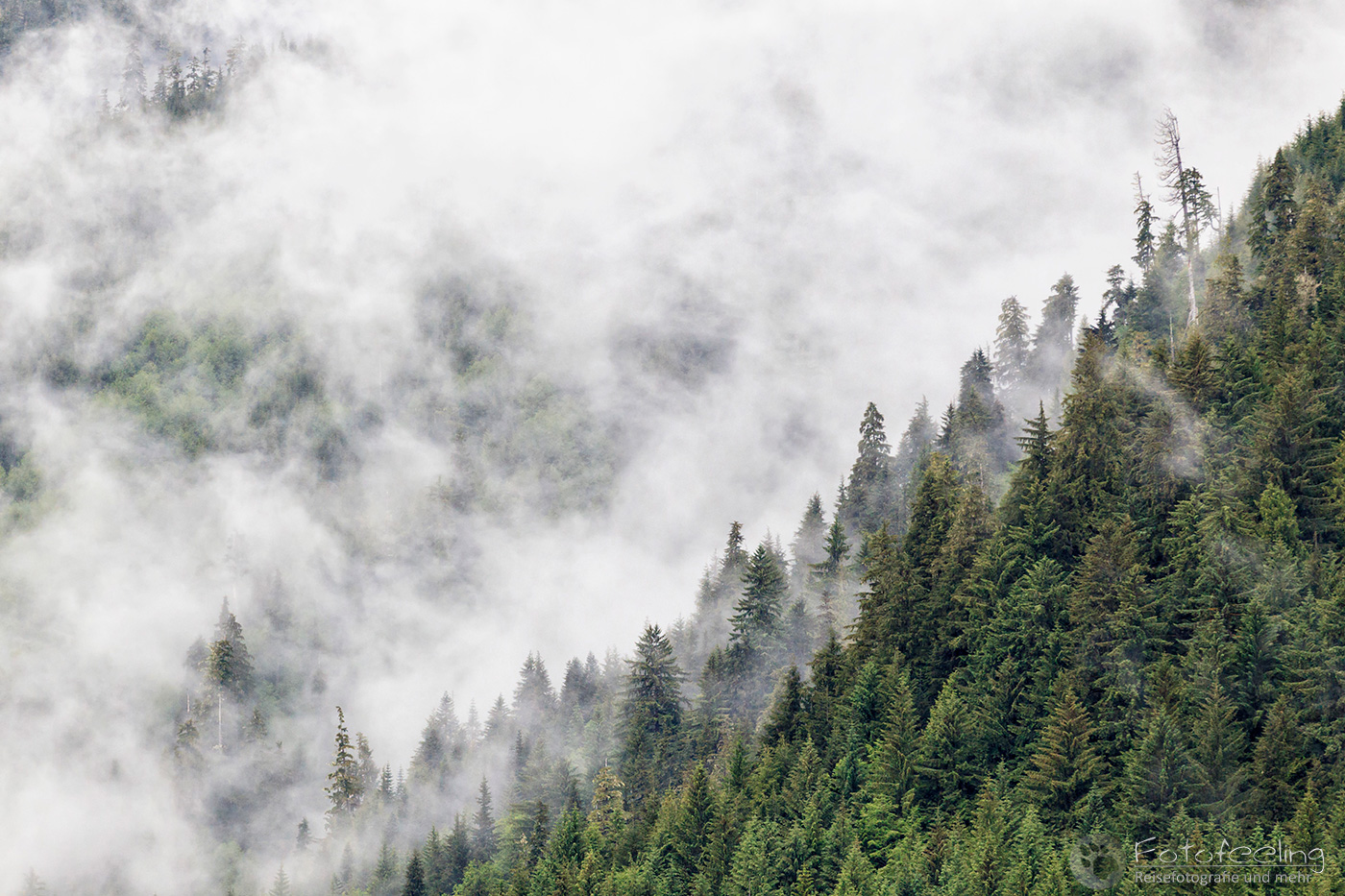 Great Bear Rainforest
