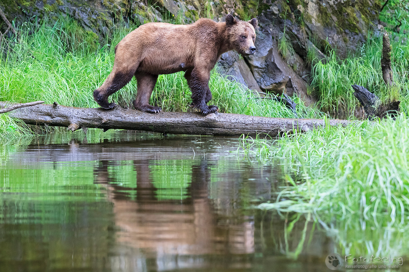 Braunbär - Grizzlybär (Ursus arctos horribilis)