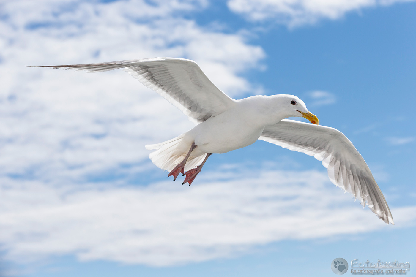 Beringmöwe (Larus glaucescens)