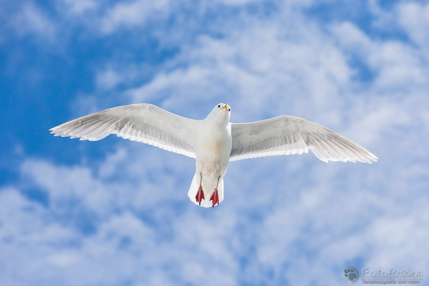Beringmöwe (Larus glaucescens)