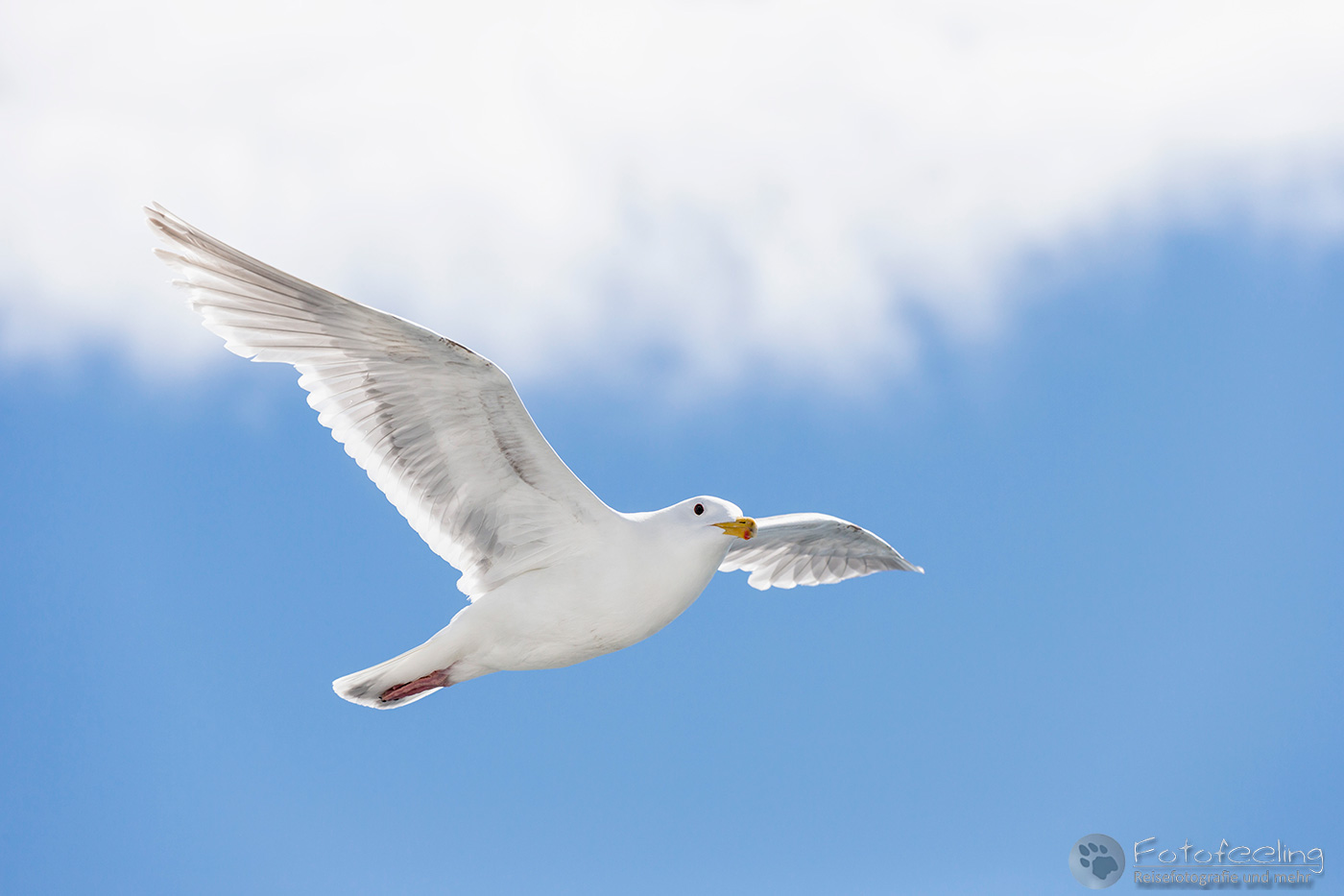 Beringmöwe (Larus glaucescens)