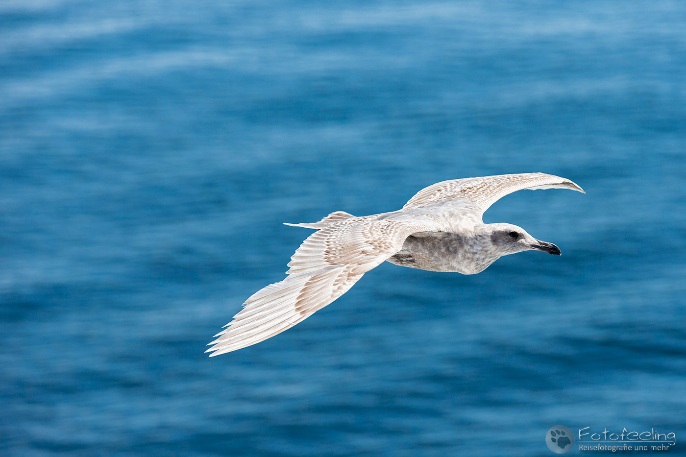 Beringmöwe (Larus glaucescens)