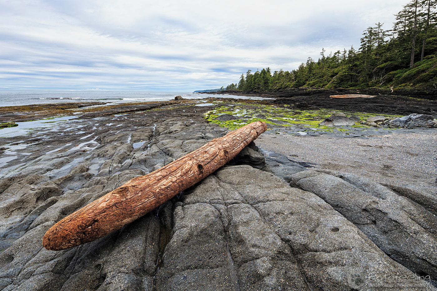 Treibholz an der Felsenküste