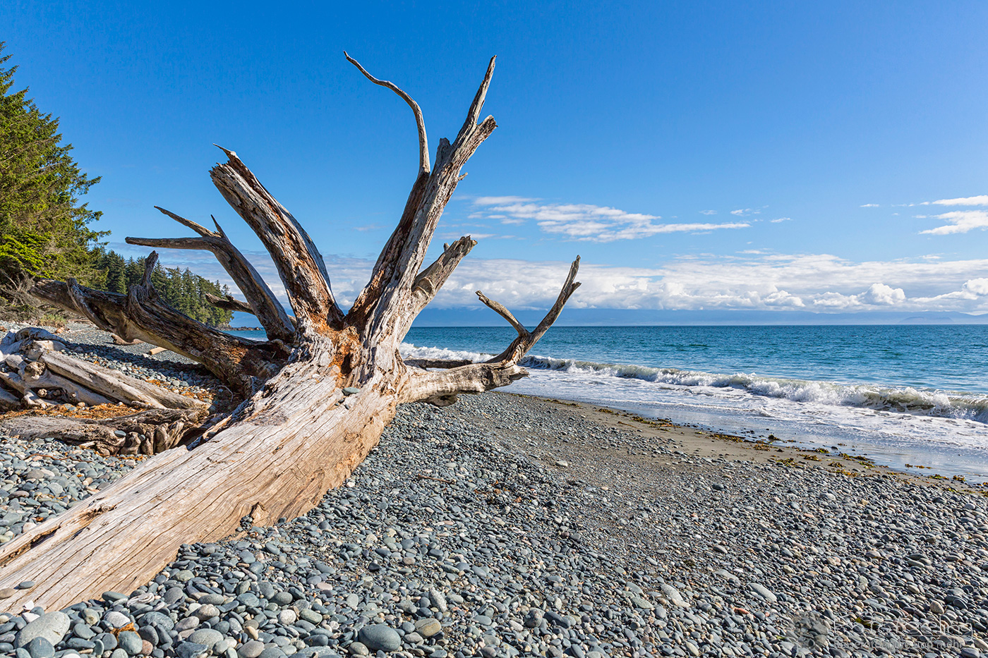 Treibholz an der Felsenküste
