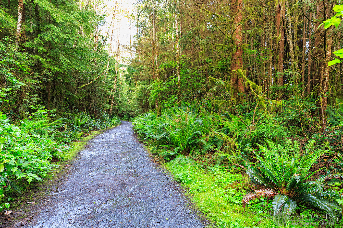 Pfad Botanical Beach