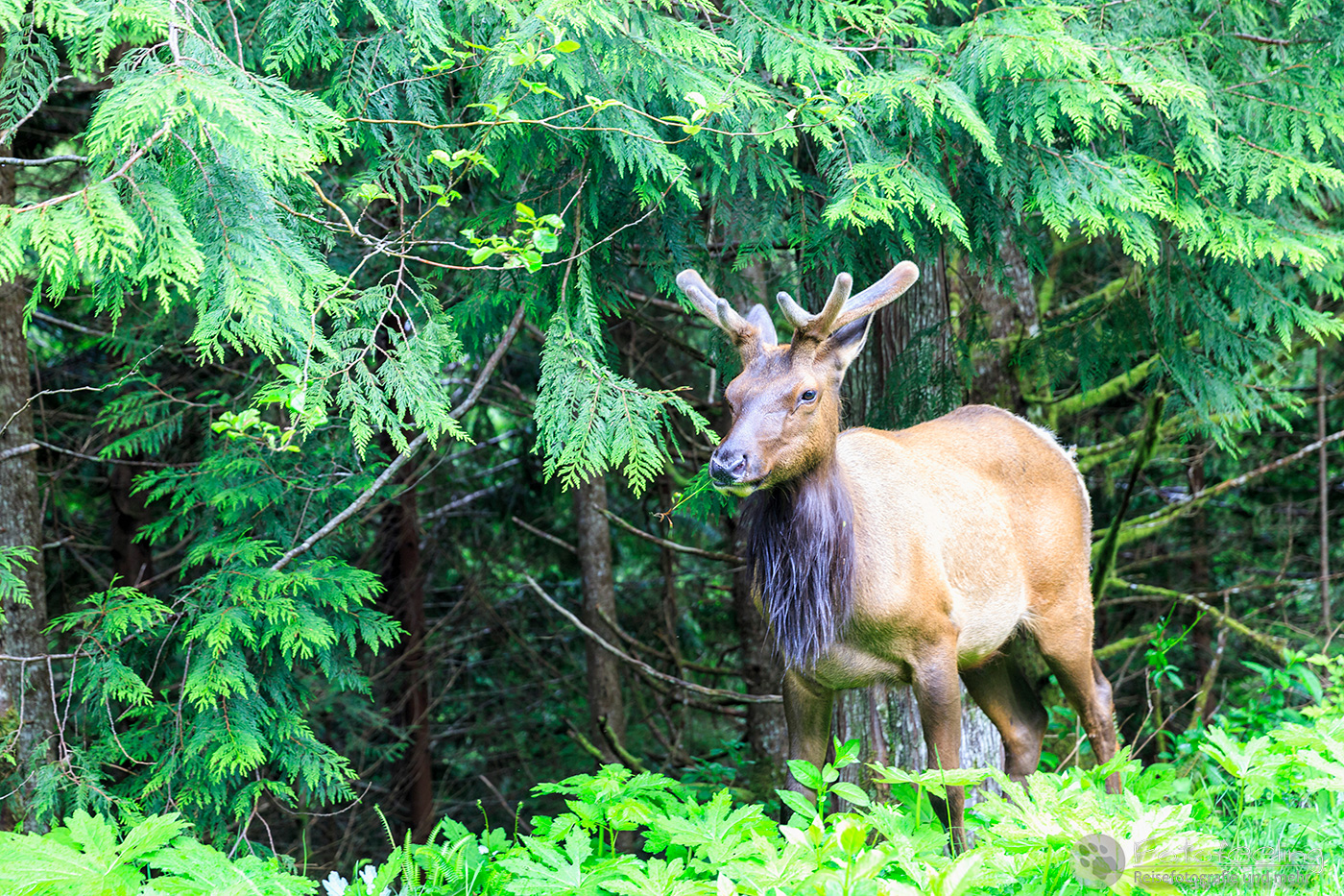 Wapiti (Cervus canadensis)