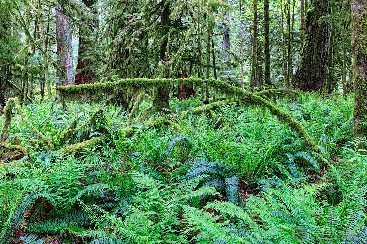 MacMillan Provincial Park