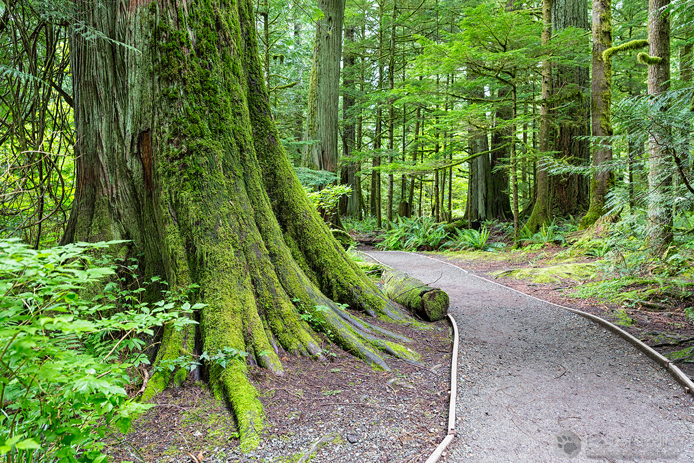 MacMillan Provincial Park