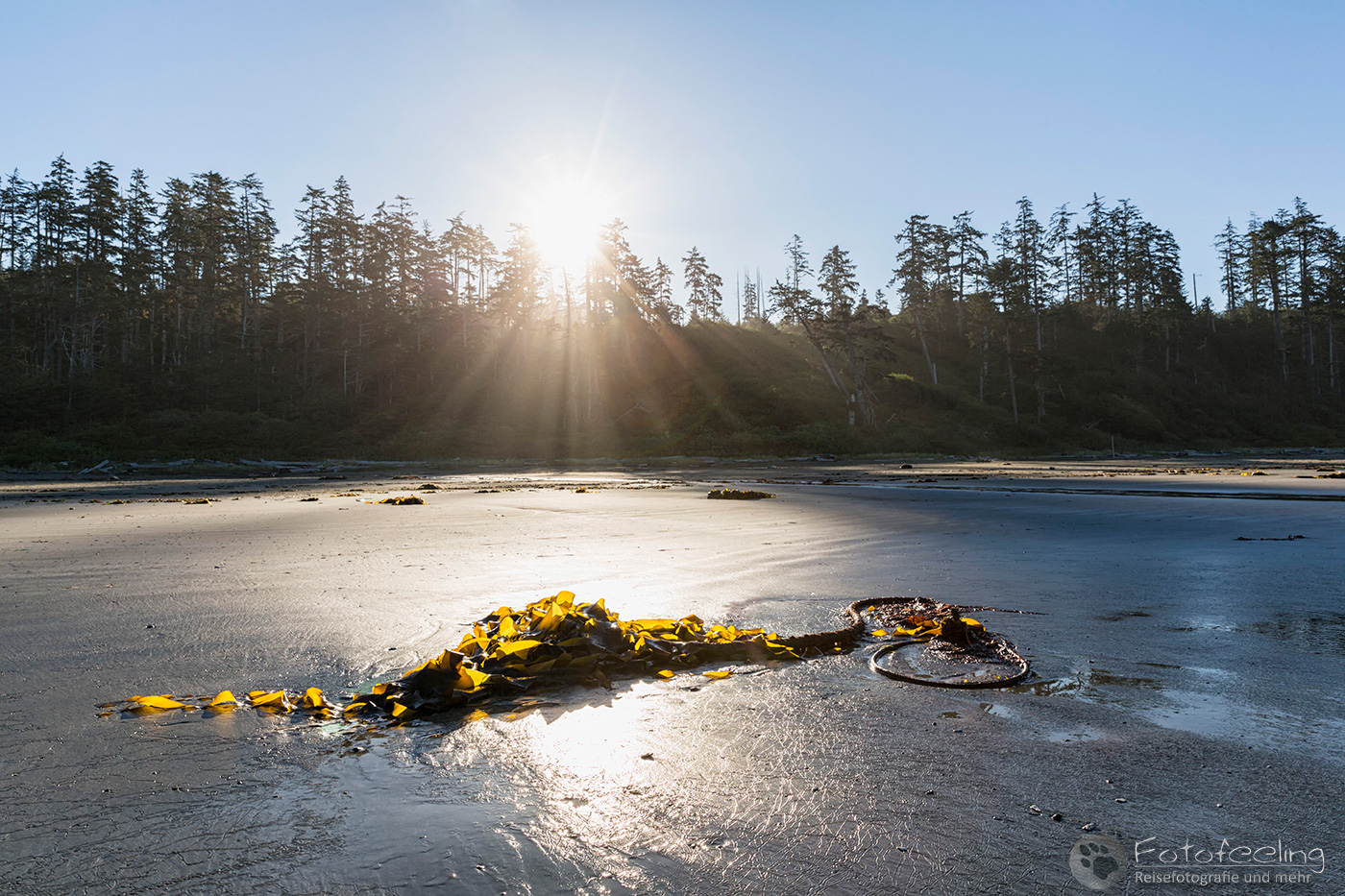 Kelp am Strand, Long Beach