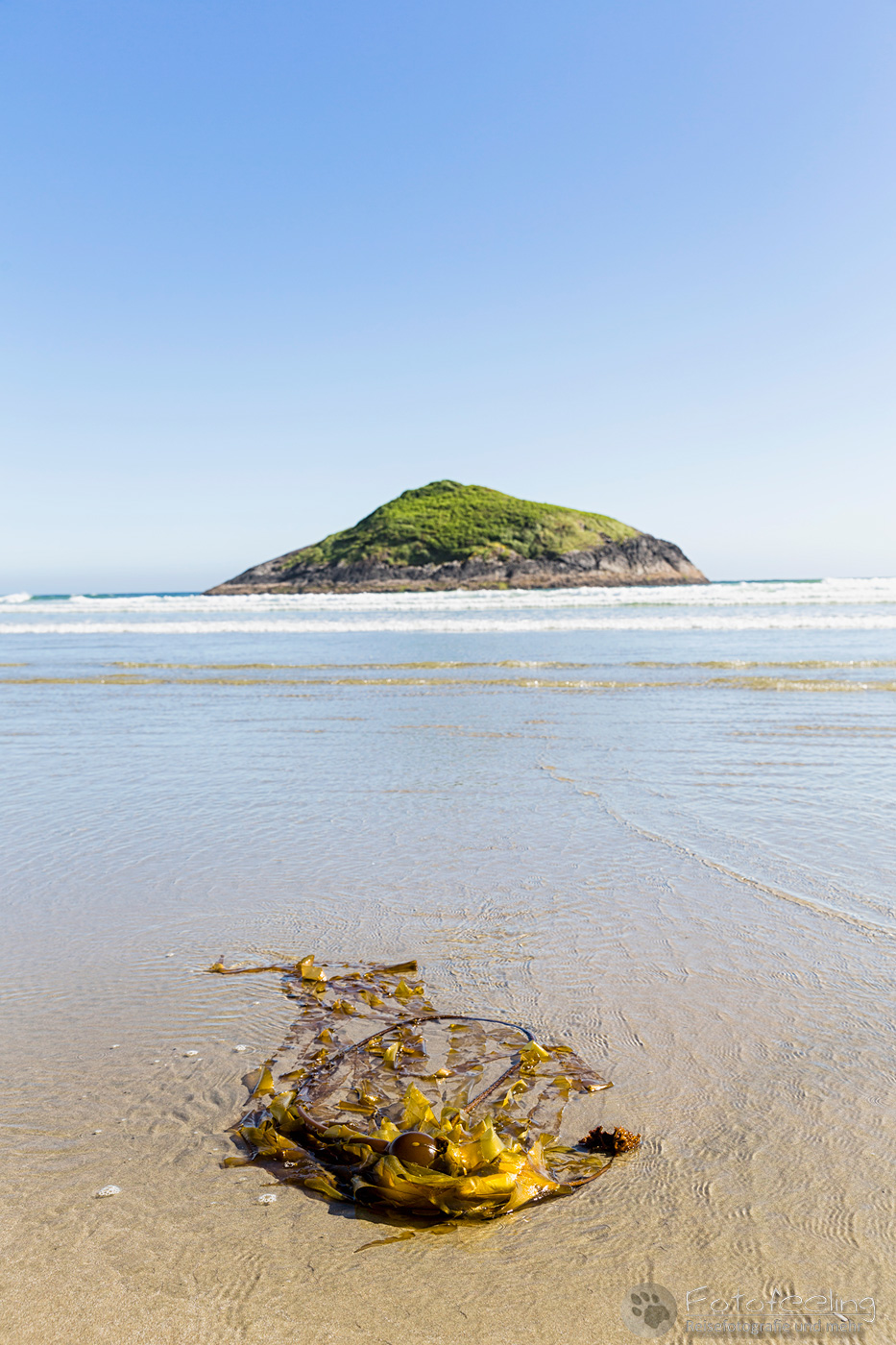 Kelp am Strand, Long Beach