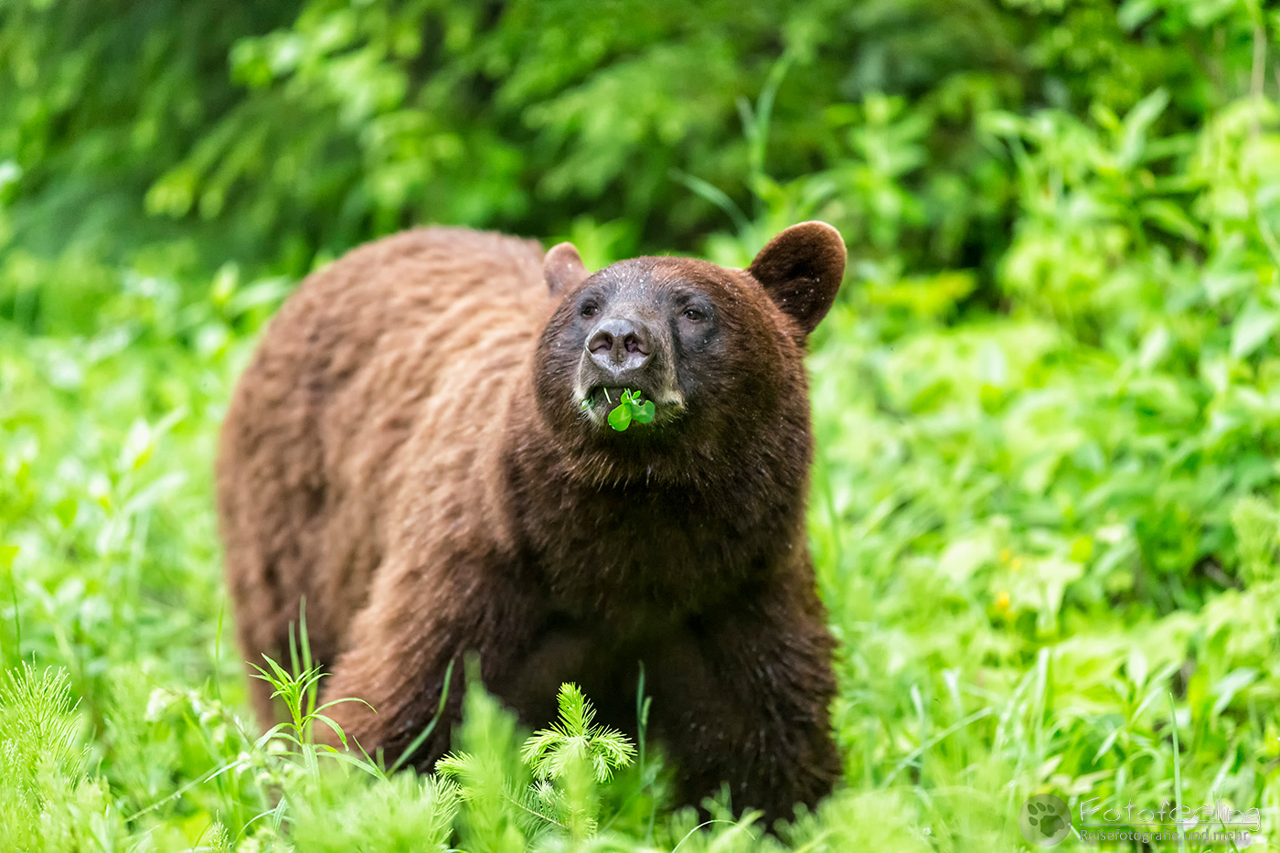 Amerikanischer Schwarzbär (Ursus americanus) - Cinnamon bear (Ursus americanus cinnamomum)