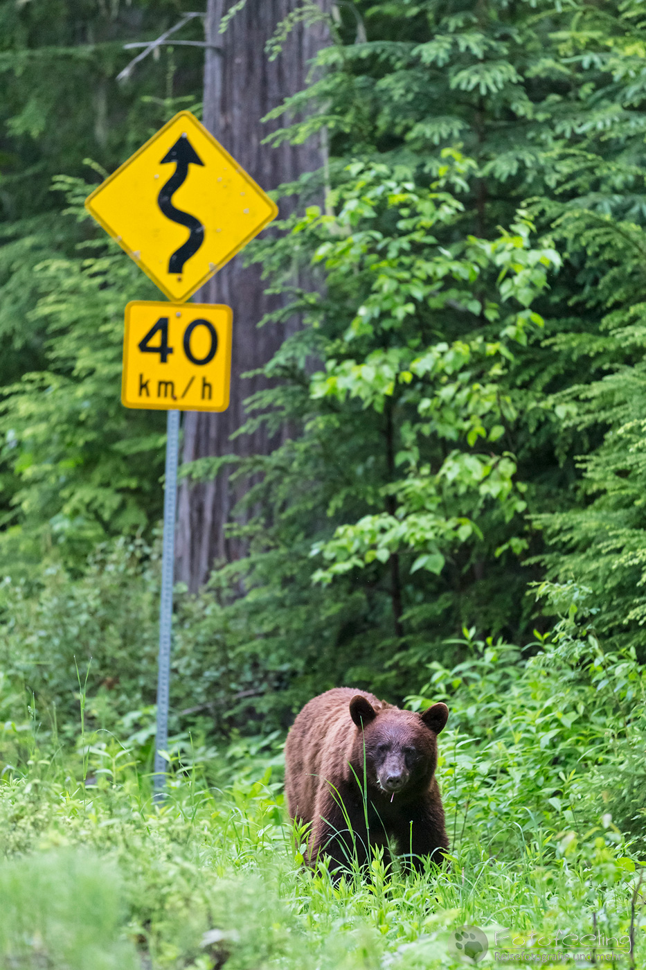 Amerikanischer Schwarzbär (Ursus americanus) - Cinnamon bear (Ursus americanus cinnamomum)