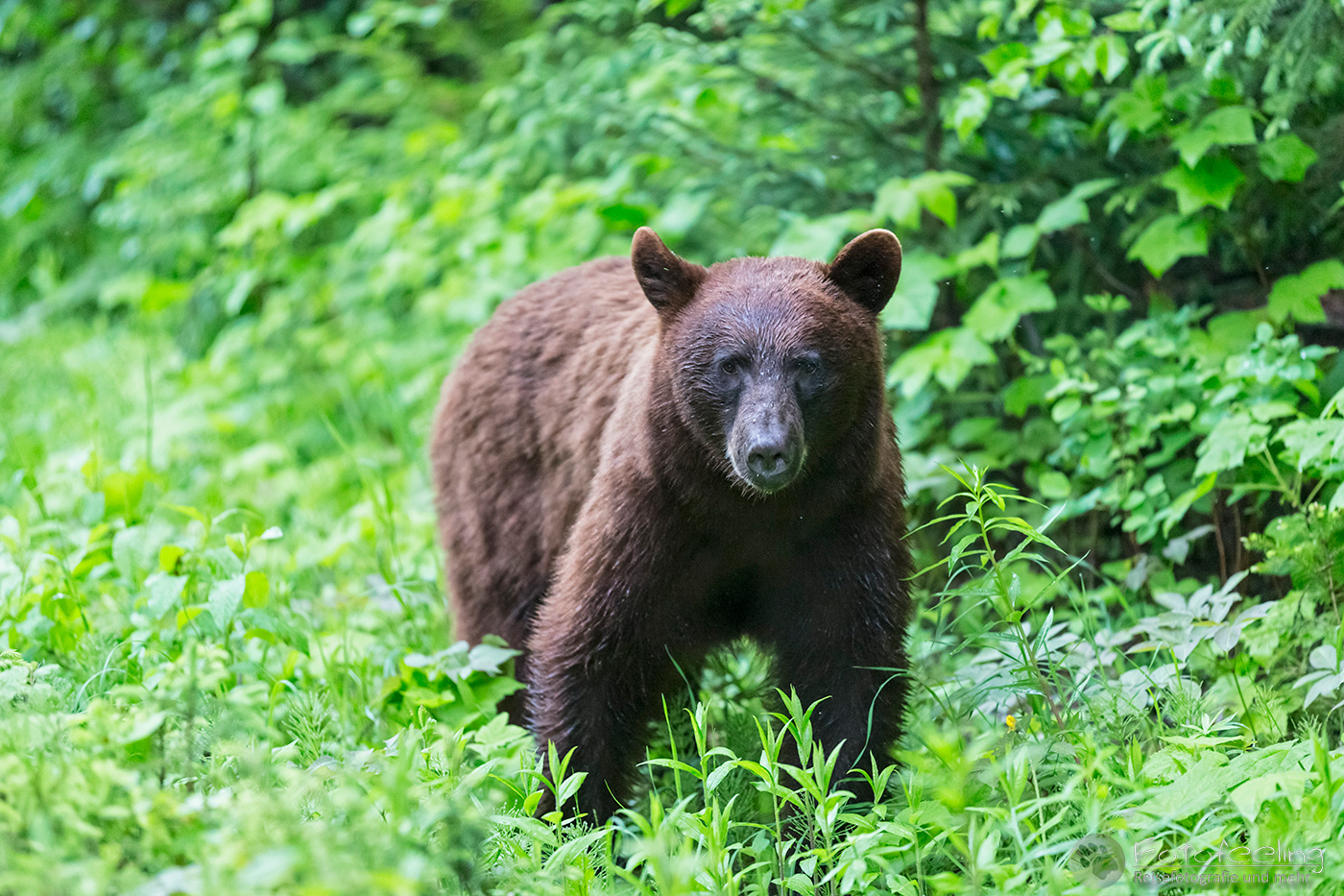 Amerikanischer Schwarzbär (Ursus americanus) - Cinnamon bear (Ursus americanus cinnamomum)